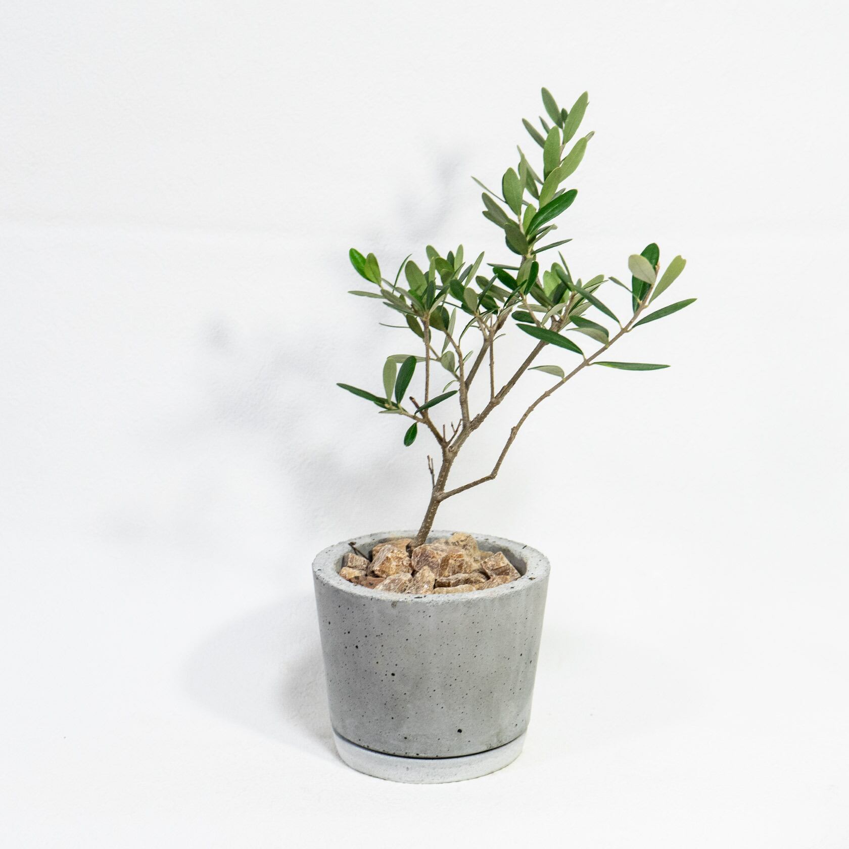 ≪ 観葉植物 ≫お庭やベランダで育てるオリーブの鉢植え｜ざらっとした風合いの手づくりモルタル鉢