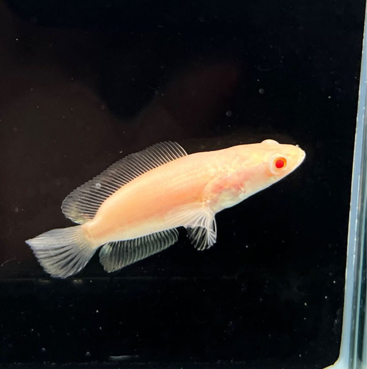 アルビノプラーチョン ショートボディ― 1匹 | アクアショップあんじゅ