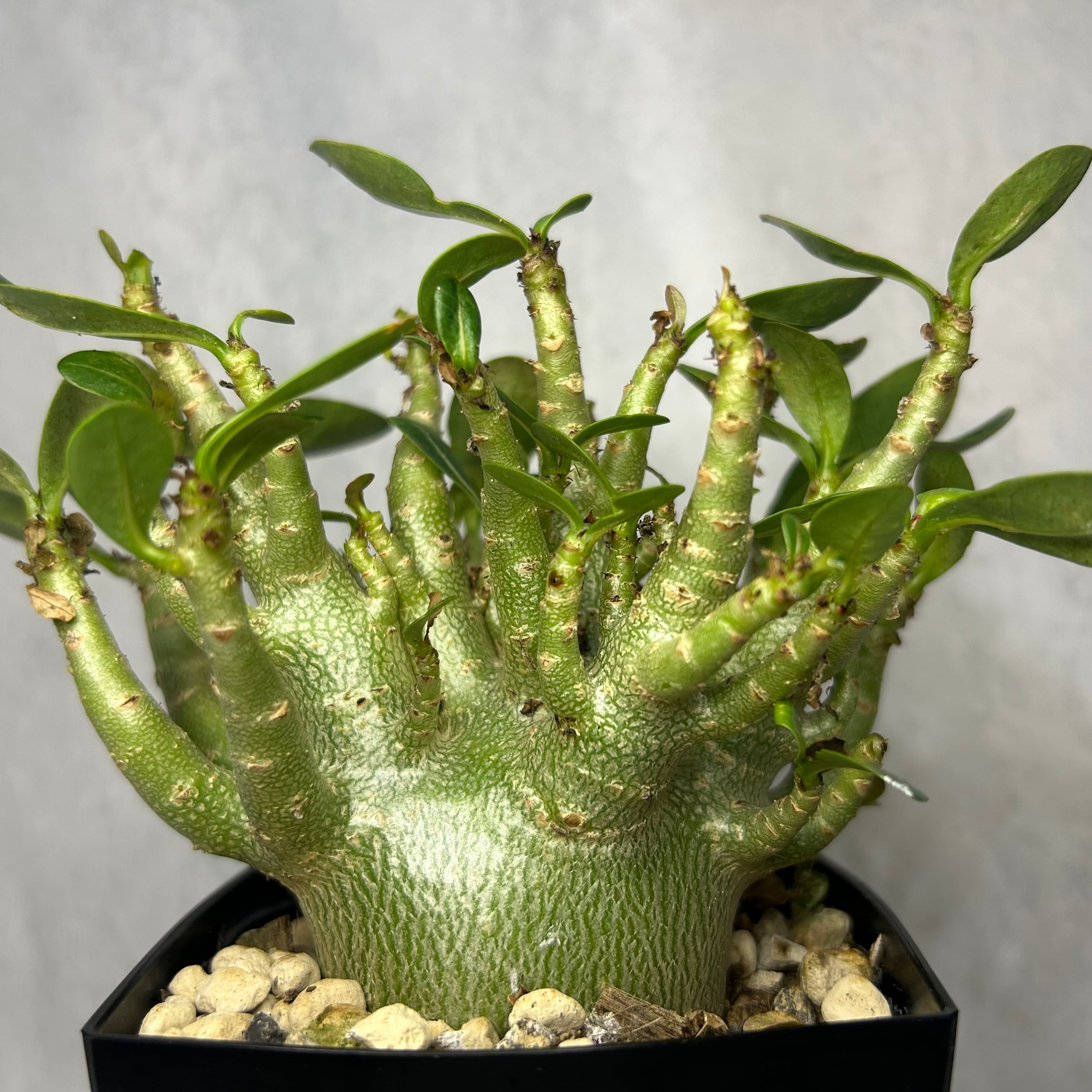 アデニウム アラビカム モンスター 4号 塊根植物 コーデックス A30604