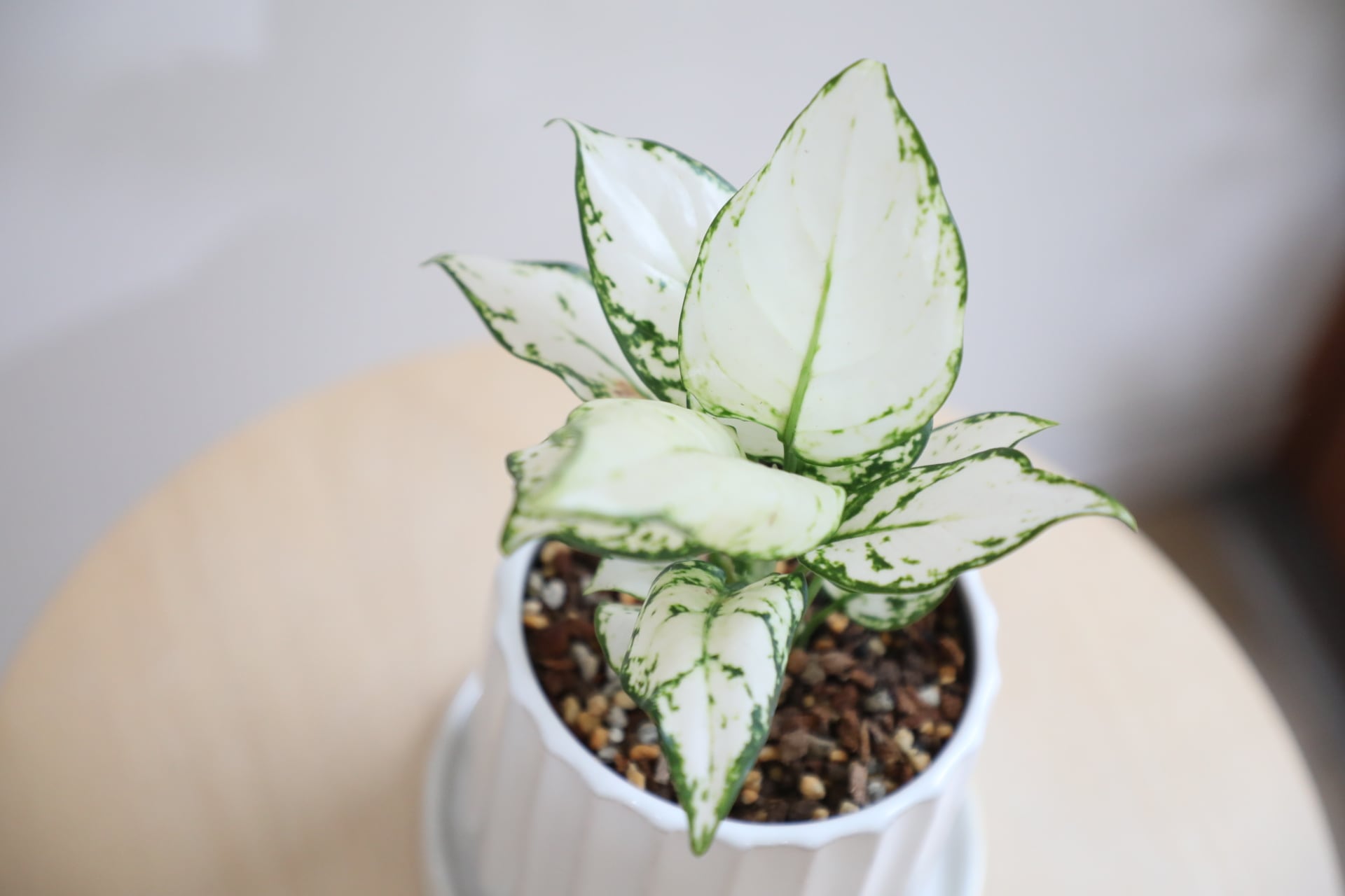 S】アグラオネマ スーパーホワイト/Aglaonema Super white | 【厳選