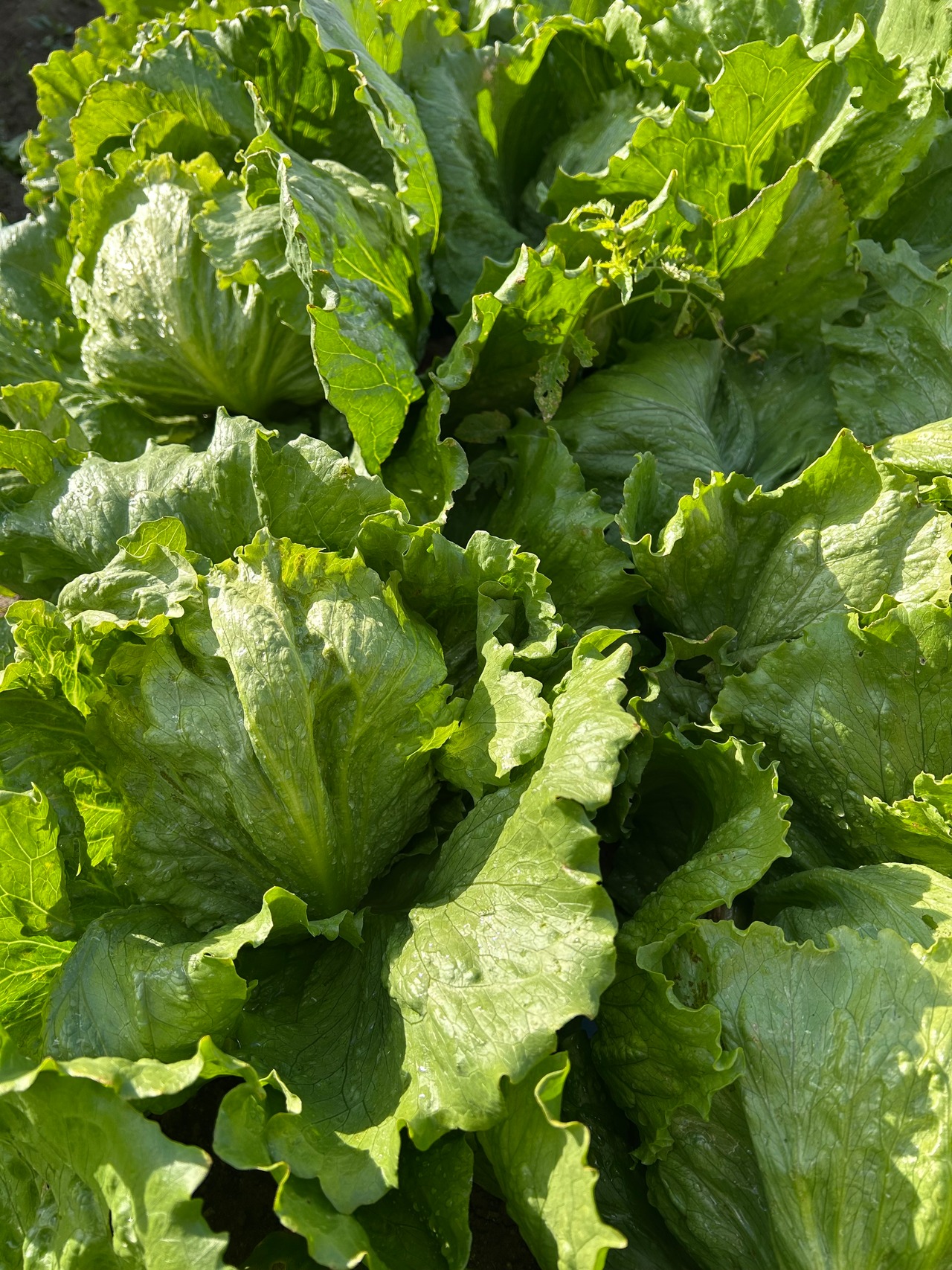 【月1回の定期便】朝採れ野菜セット