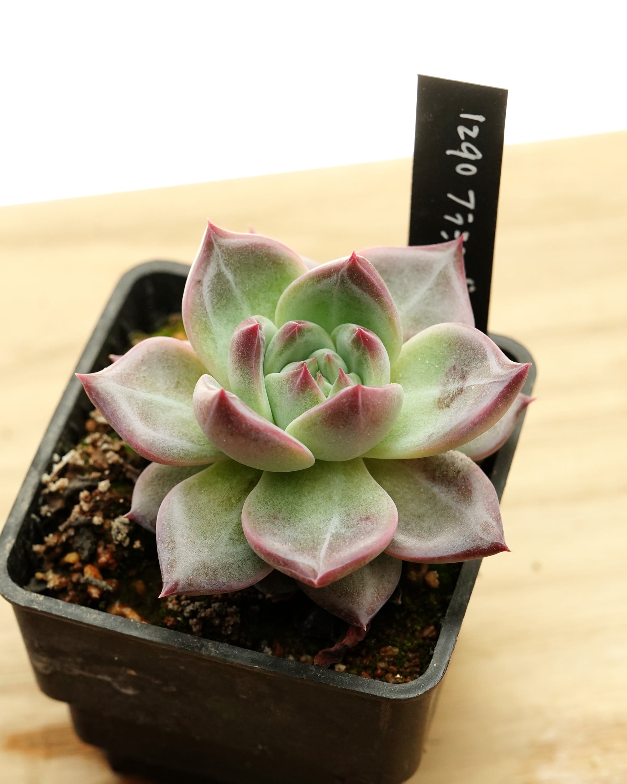 抜き苗 パリー トルンカータ オリザバ Agave parryi var.truncata