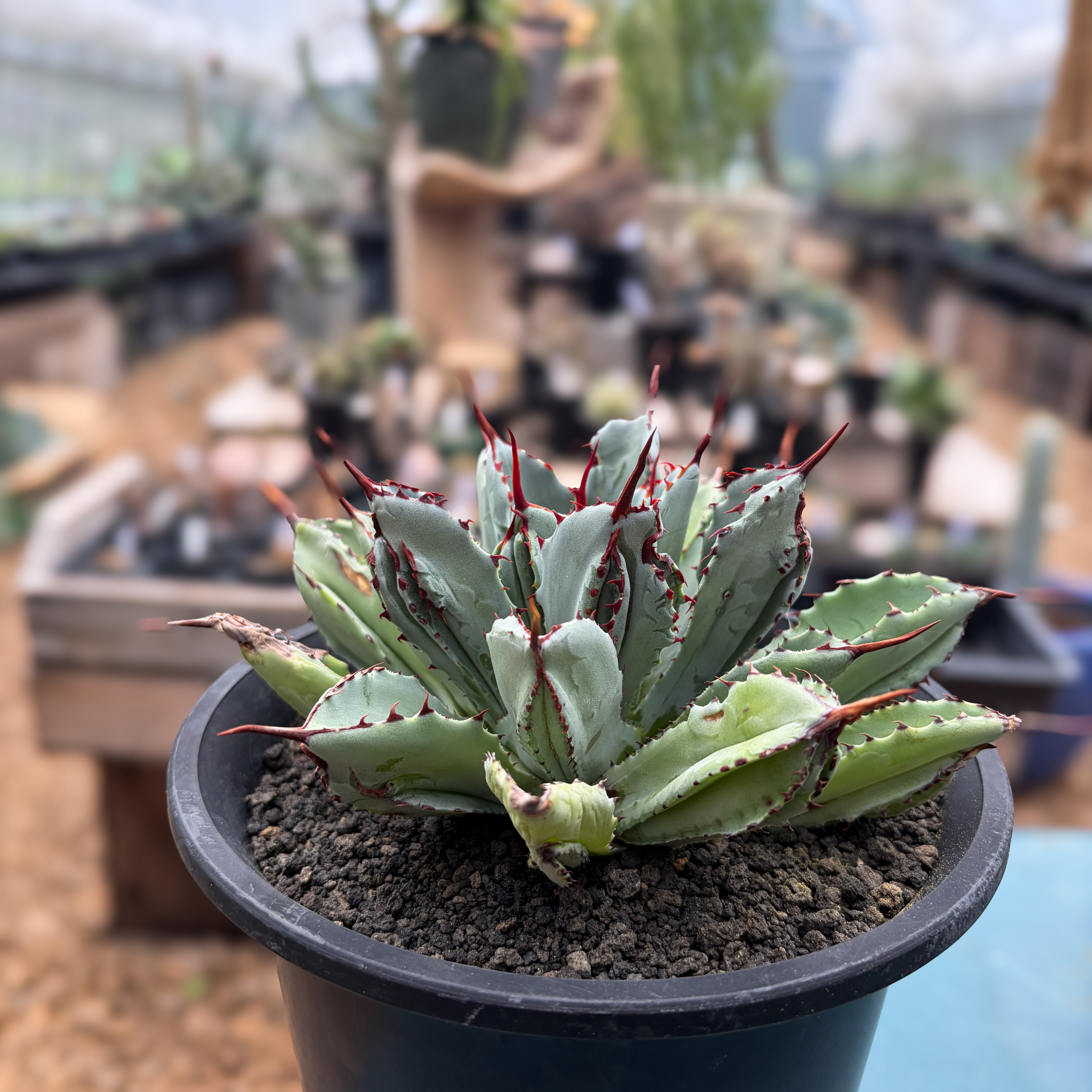 Agave 'Cubic'【ポタトラム・キュービック】 | RIMO'S GREEN 【Saboten