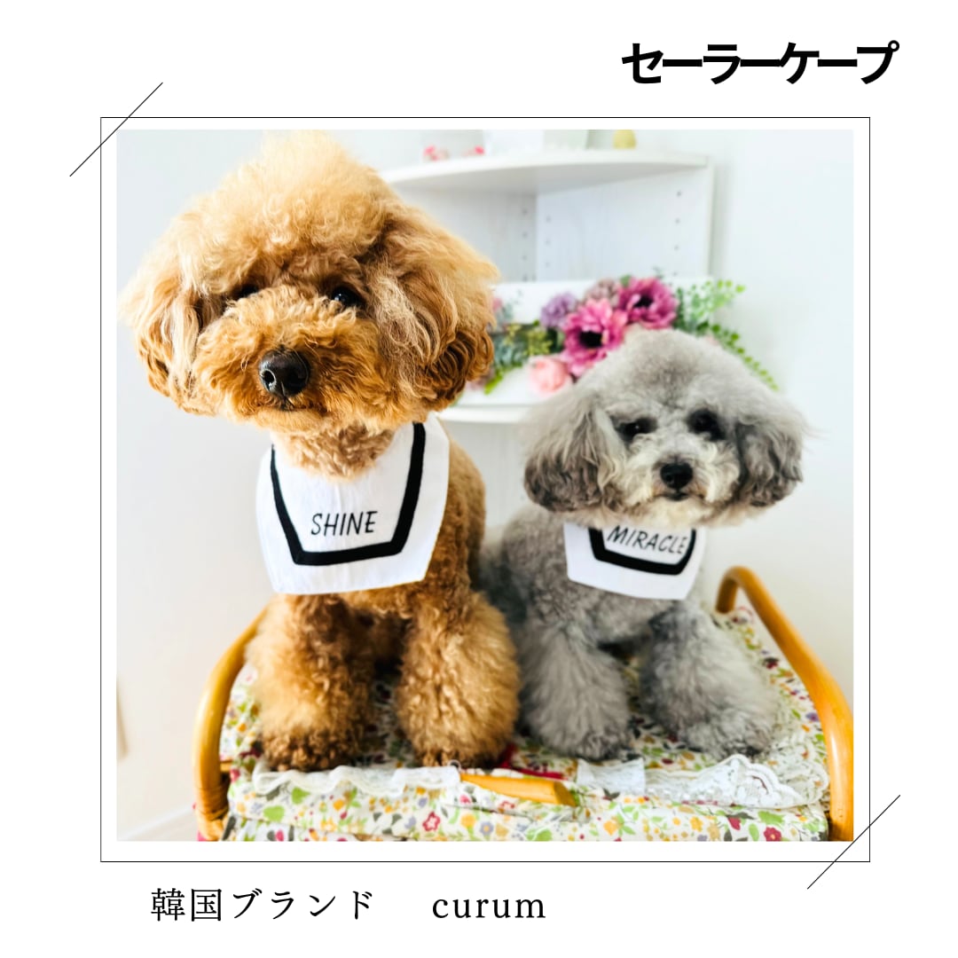 セーラーケープ【予約発注日はご確認ください】 | petit bonheur 　犬服　韓国ブランド正規取扱店