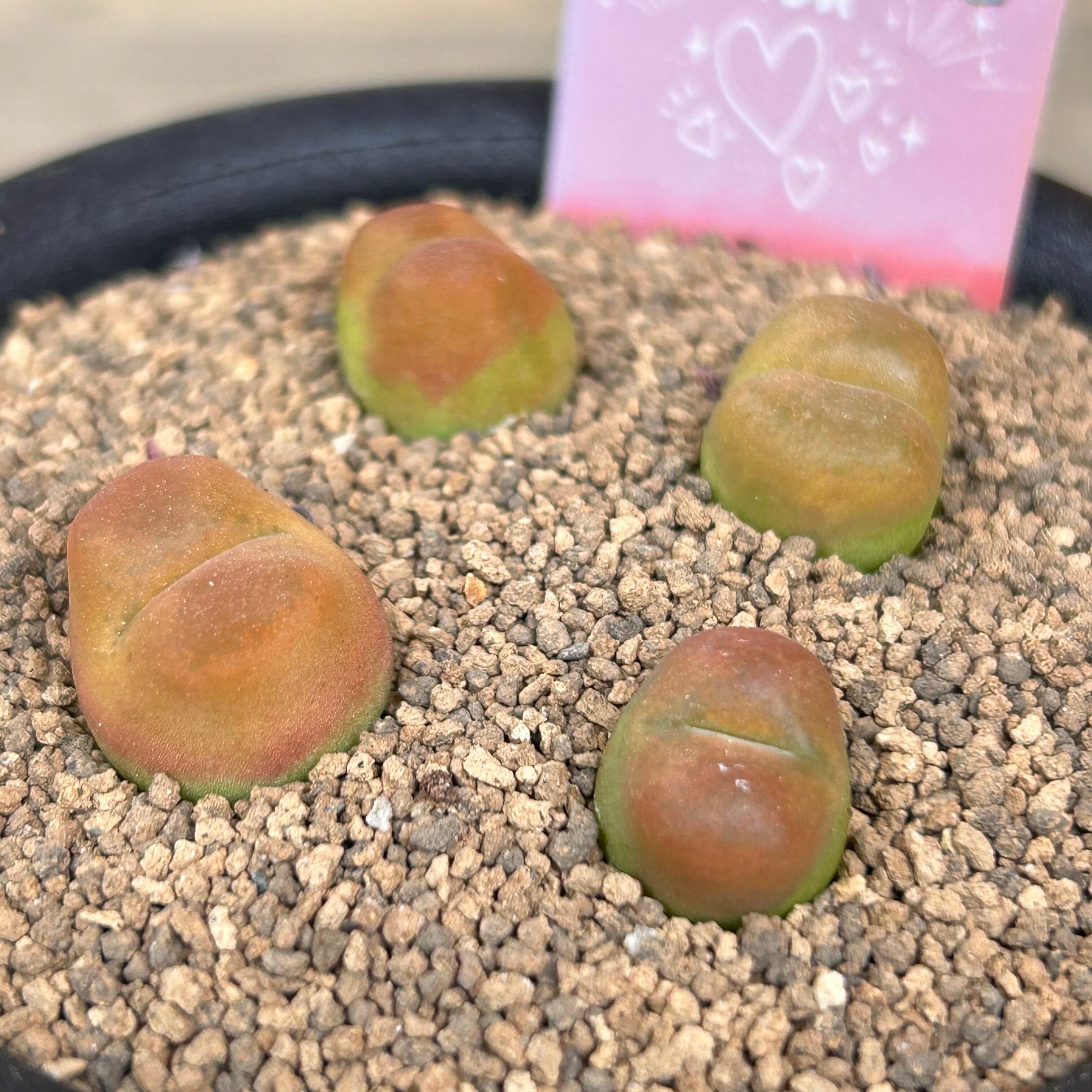 マウガニー コノフィツム | RuPo 多肉植物専門店