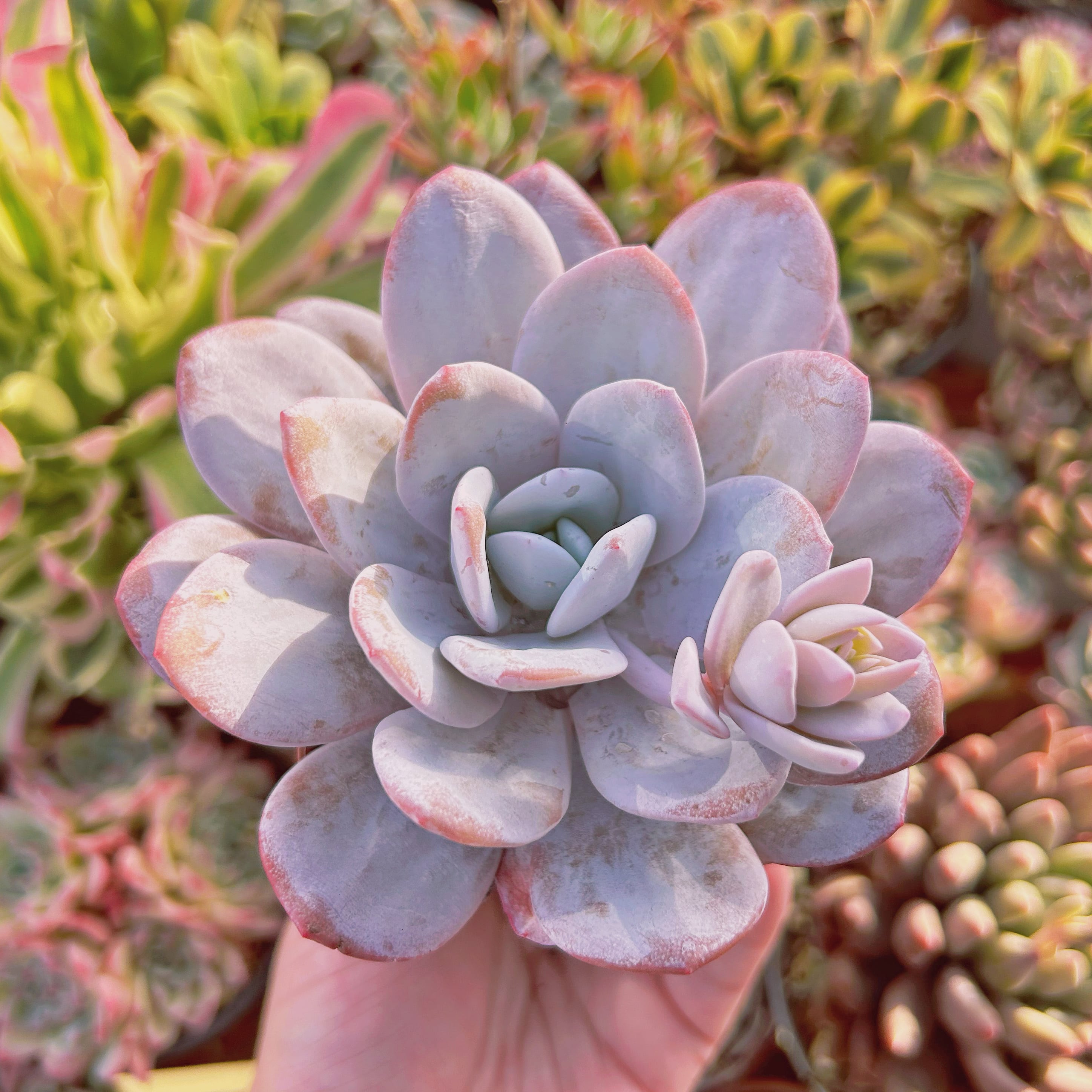 多肉植物　グロブローサ×ラウイ① 多肉植物 グロブローサ×ラウイ① 農園直売 多肉植物 寄せ植え