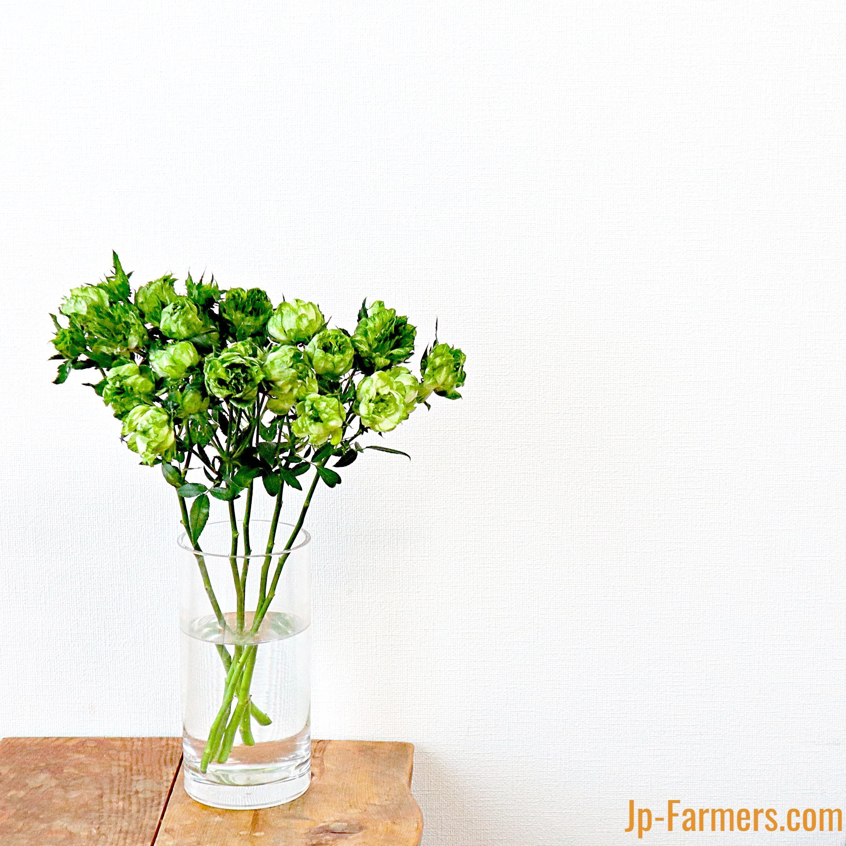 市場直送便 ｆｉｎｅｒｏｓｅ 10本 Spバラ 品種名 オリエンタルエクレール Jp Farmers Com