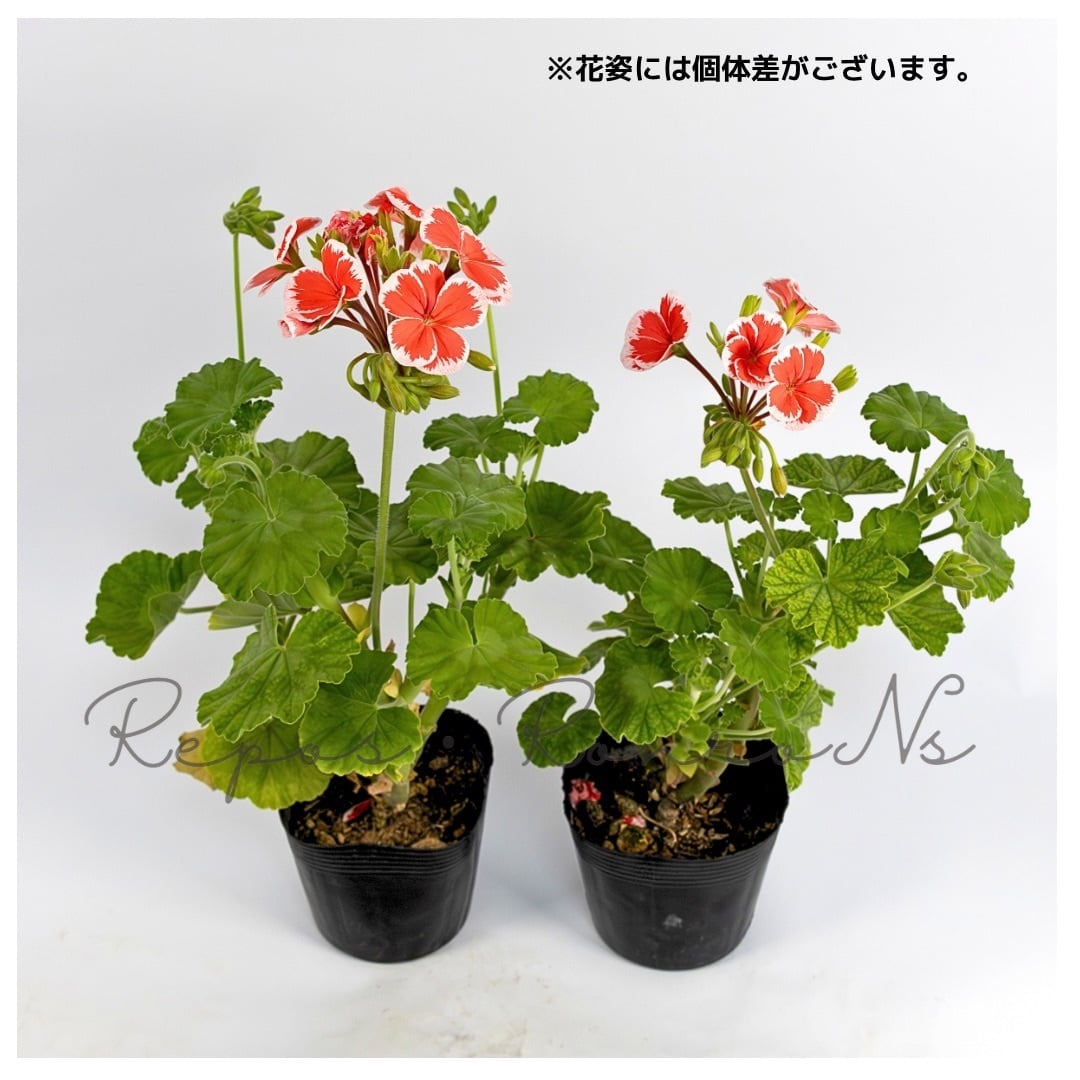 プレミアムゼラニウム：ミスターレン（3.5号） 覆輪咲き ゼラニウム苗
