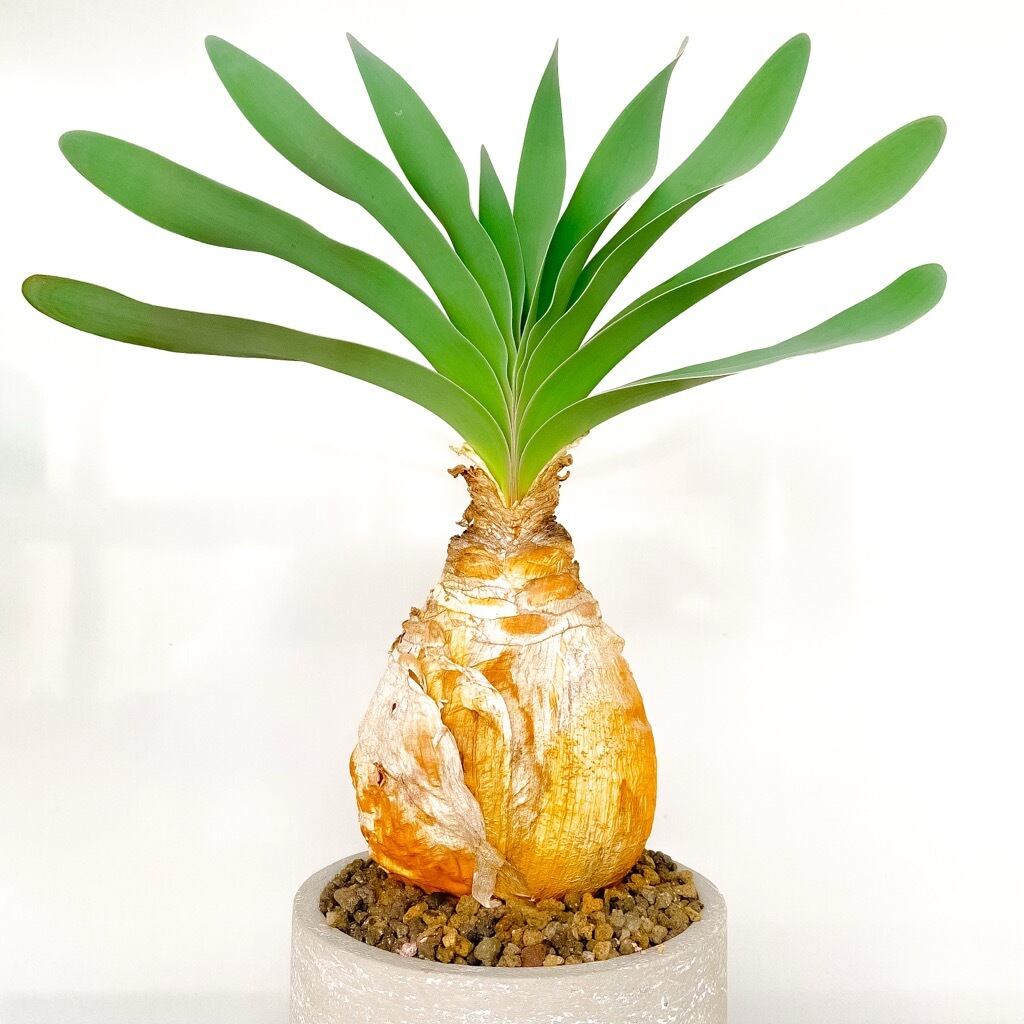 イ005「現地」アデニア スピノーサ【丸株・1/12最新到着・抜き苗