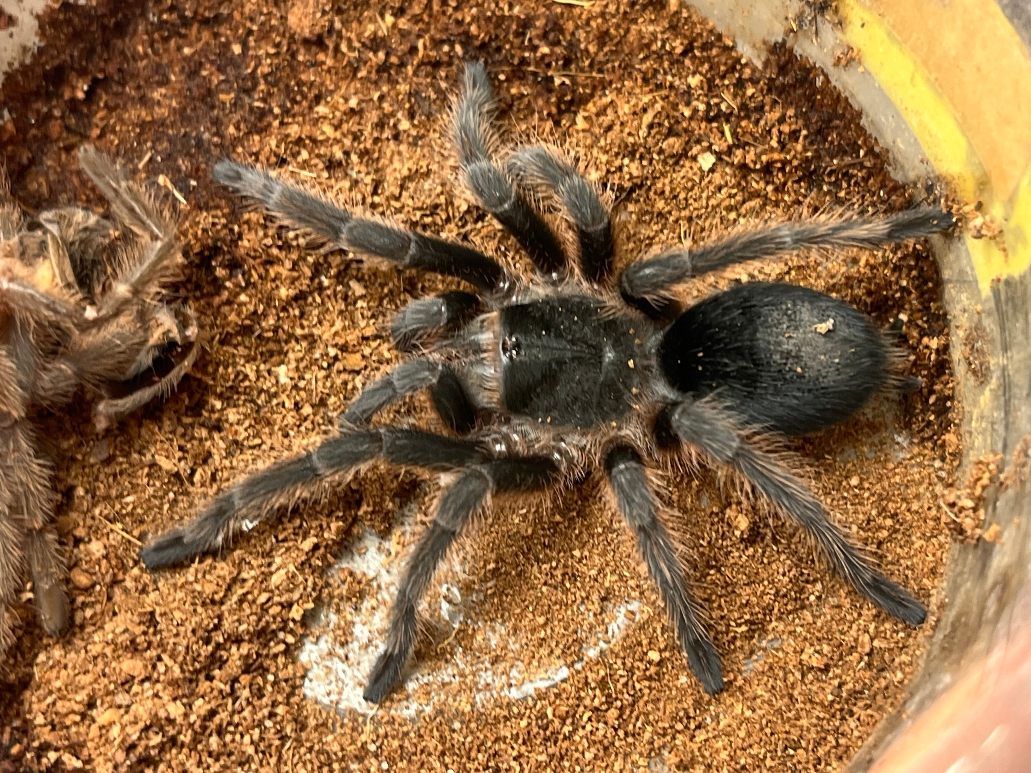 オモニキチュウ