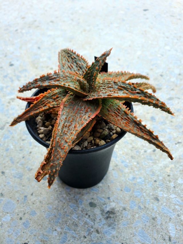 Aloe Orange marmalade 【artPLANTs】アロエ/多肉植物