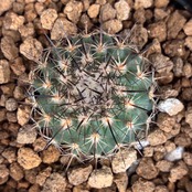 【Copiapoa】サボテン　イスラヤsp実生【595】