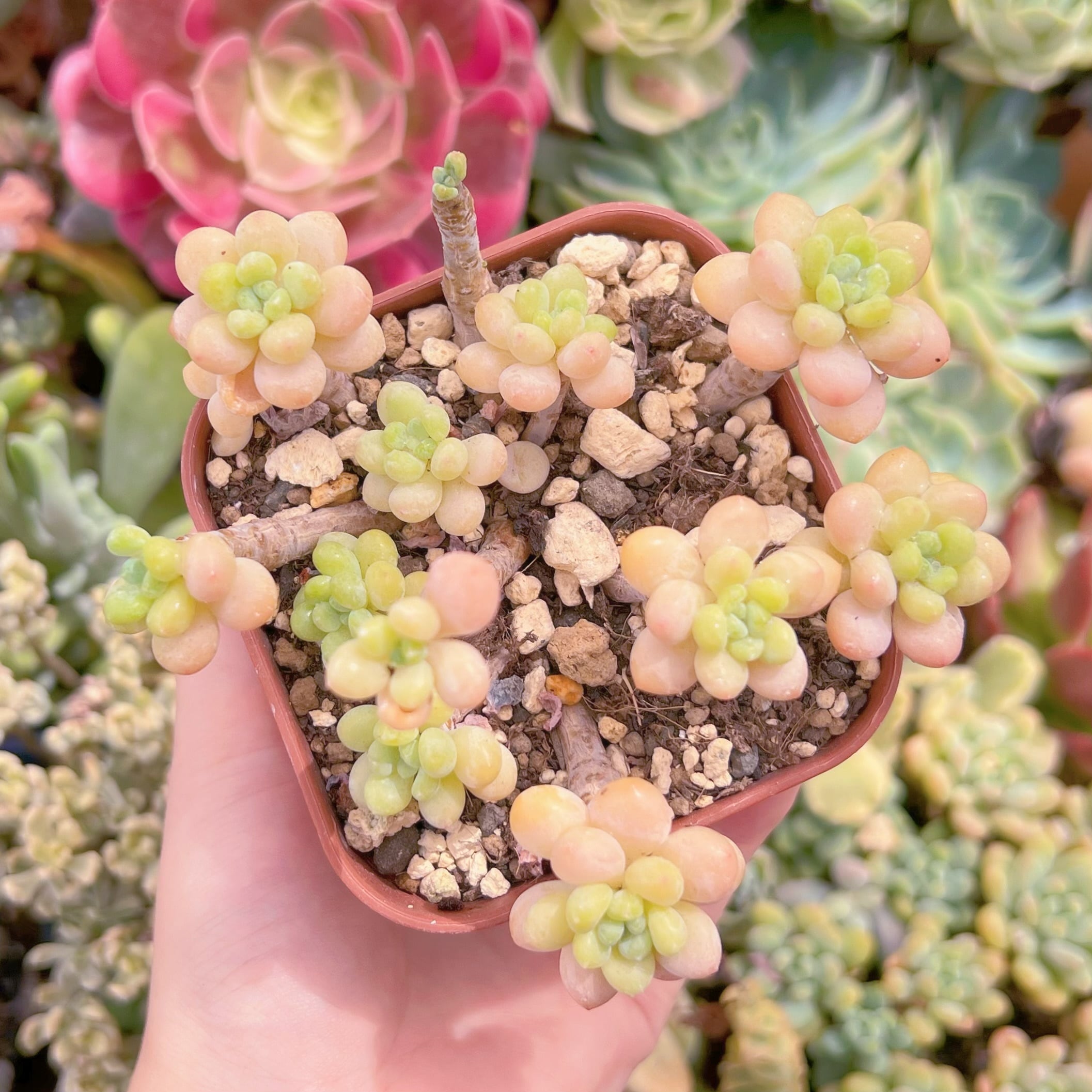 現品　丸葉ストロベリーミルク#654　るる農園