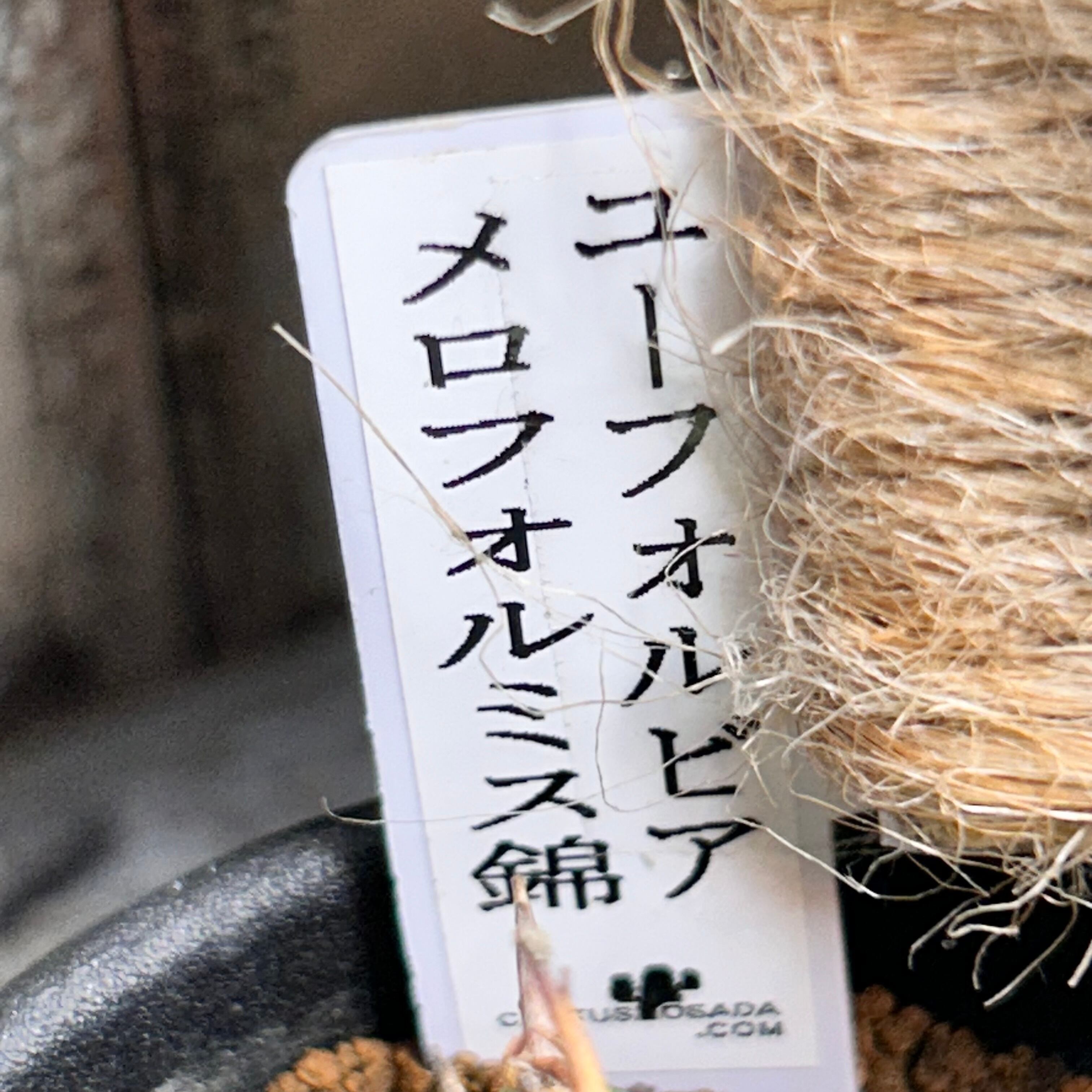 ユーフォルビア メロフォルミス錦(夏型) | RuPo 多肉植物専門店