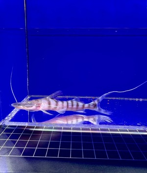 ゼブラキャット
