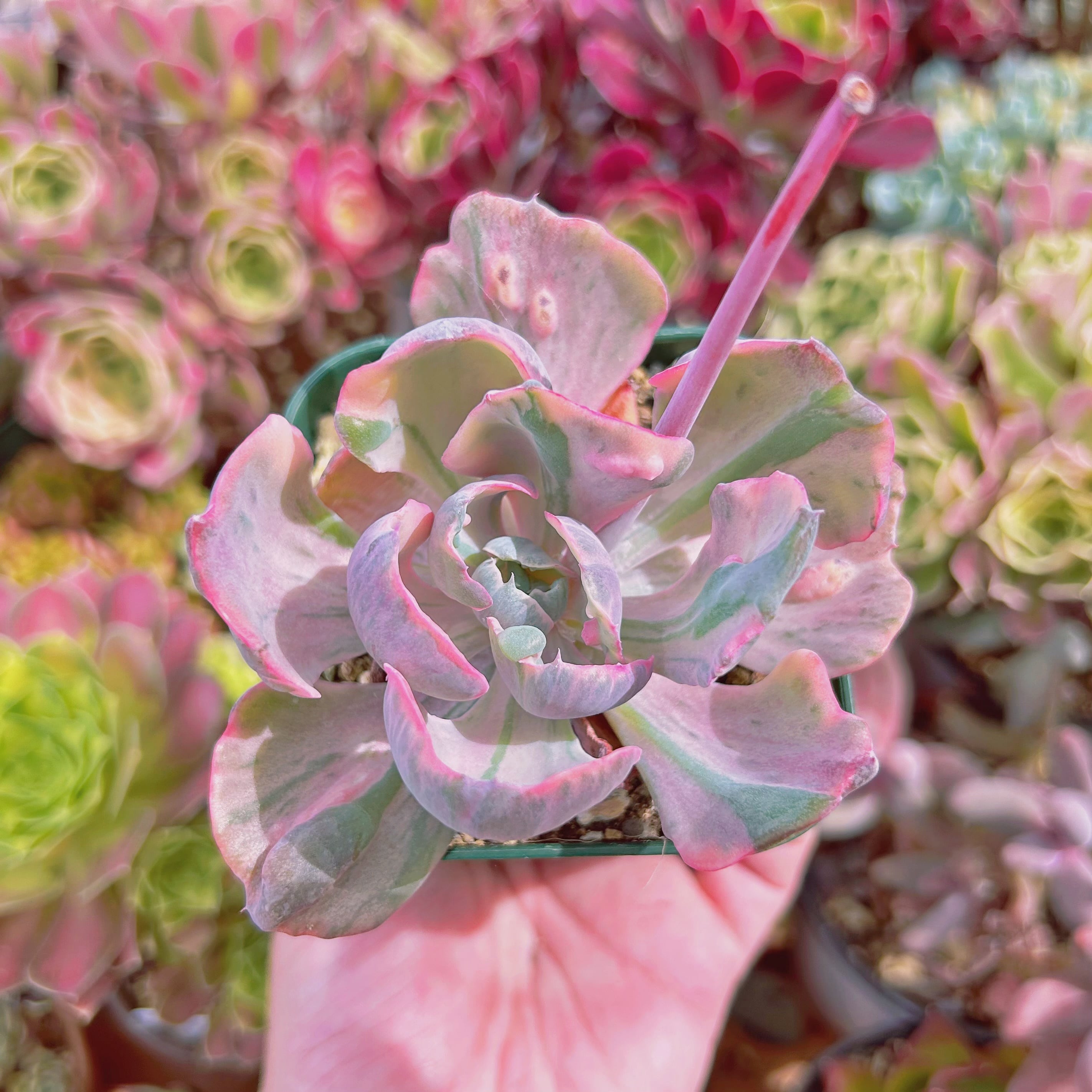 #2197現物　多肉植物　ビヨンセ錦　抜き苗