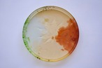 王承龍 Wang Chenglong - 円皿 glass plate M