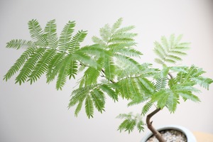 【M】エバーフレッシュ /Pithecellobium confertum ever fresh