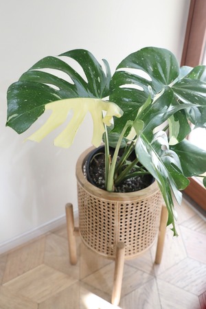 【渋谷区周辺エリア/配送料無料】【L】モンステラ タイコンステレーション/Monstera deliciosa ※ポットカバー別売り