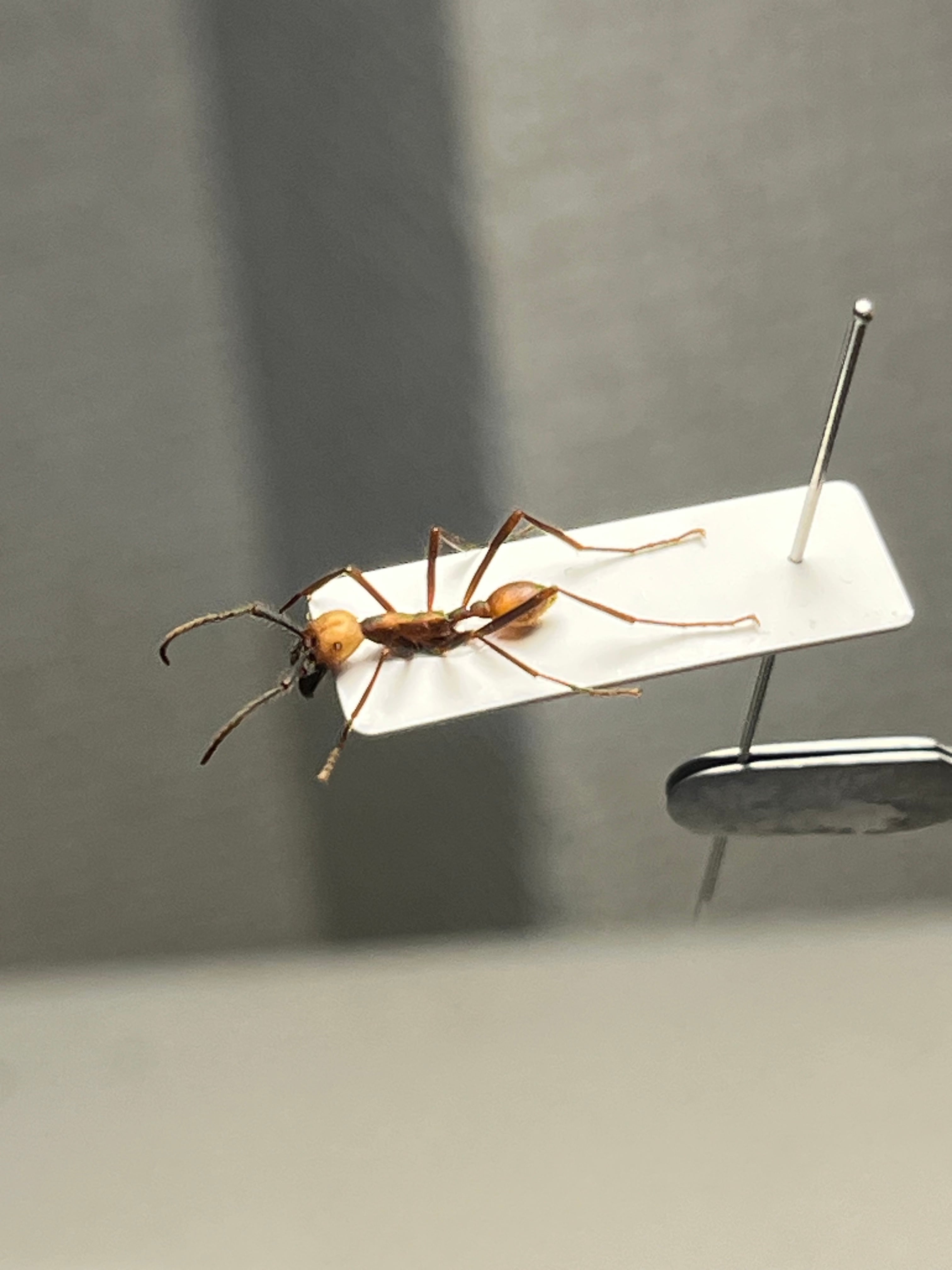 蜚最大級】マダガスカルゴキブリ オブロンゴナタ？ 標本