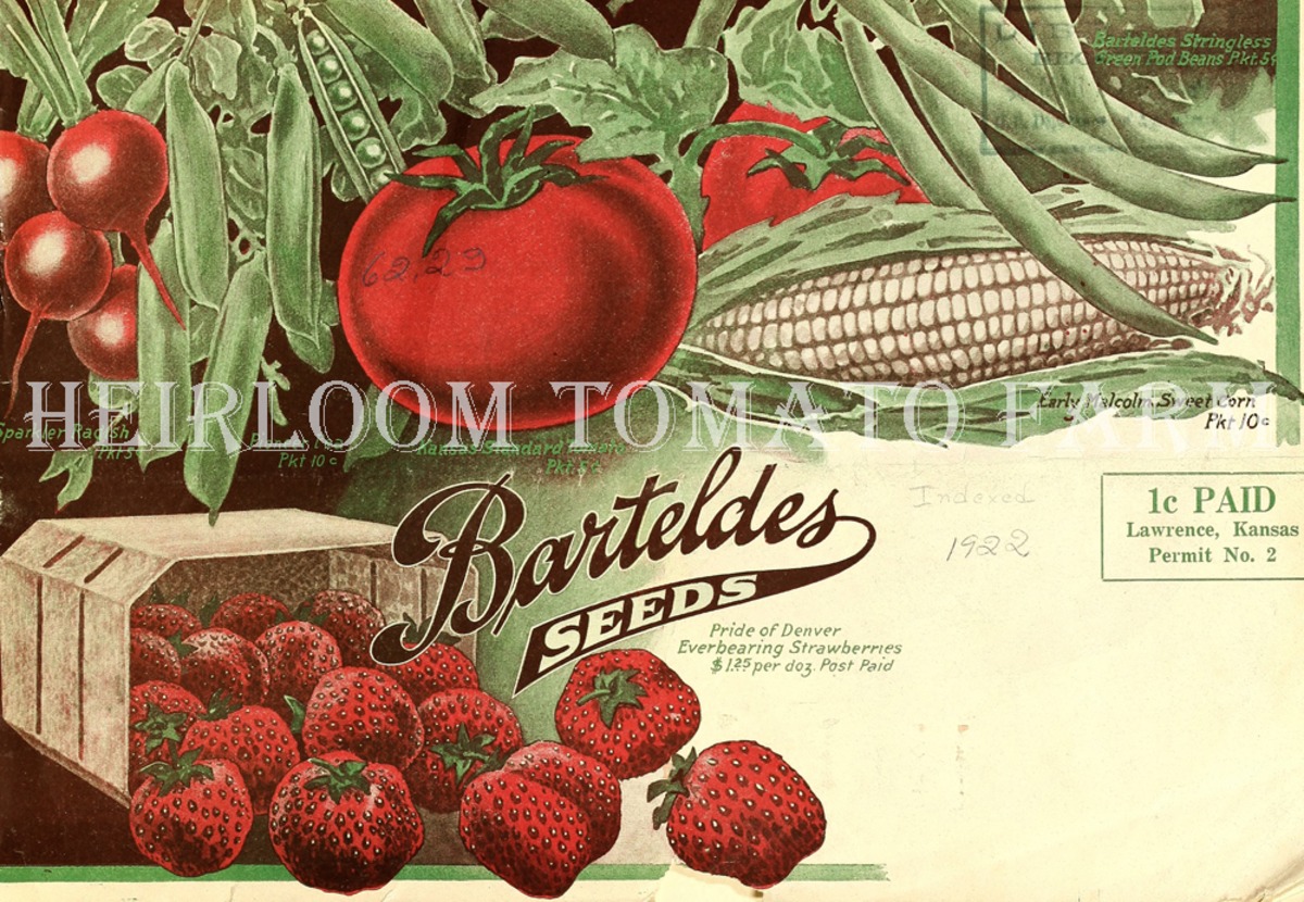 Heirloom Tomato® Kansas Standard=Barteldes Kansas Standard エアルーム・トマト