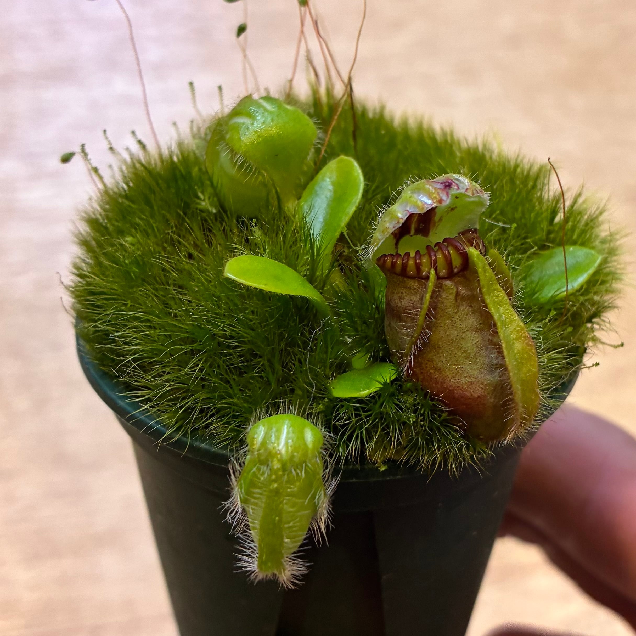 食虫植物 | G・LABO shop