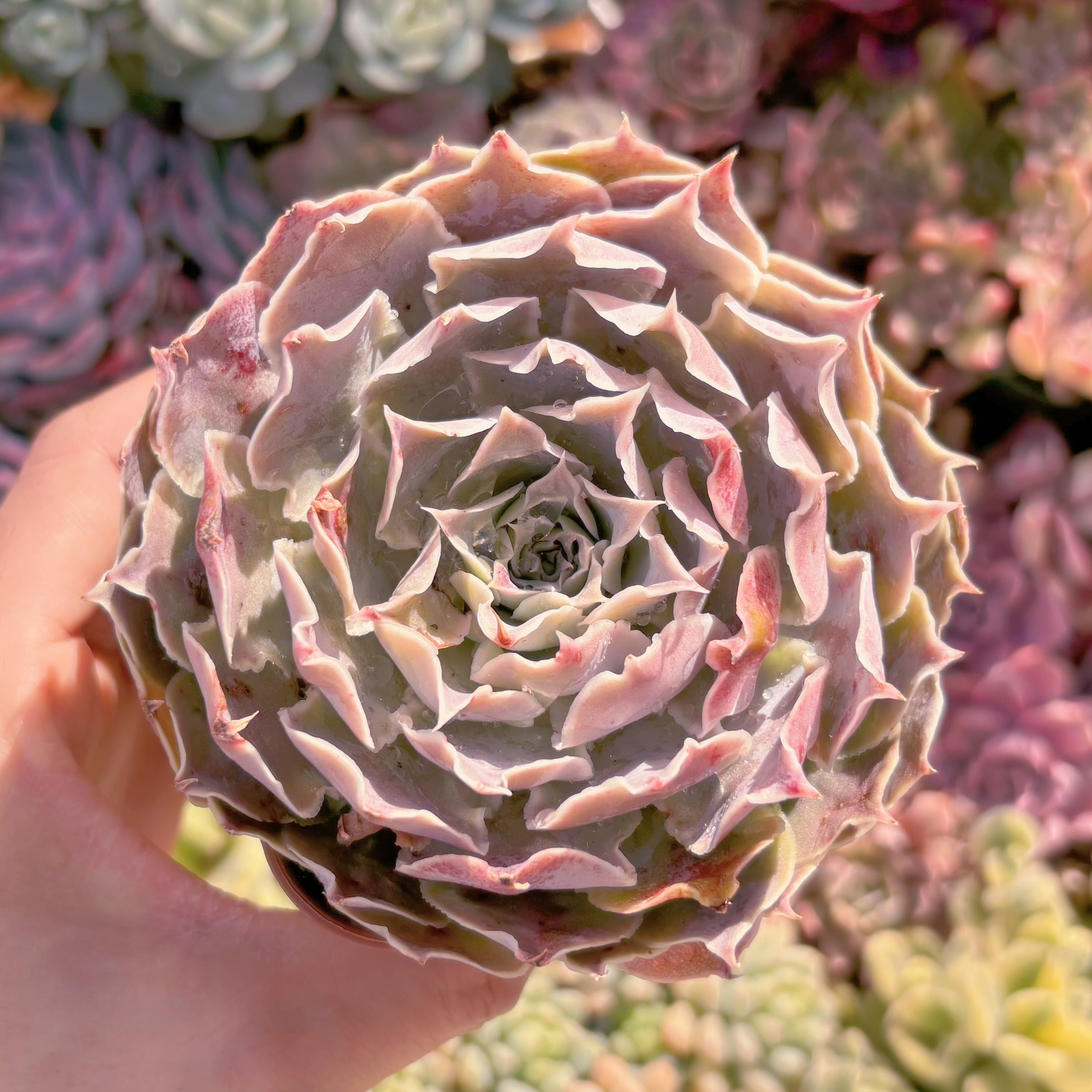 現品　Echeveria 'Laguna Sanchez'#247　るる農園