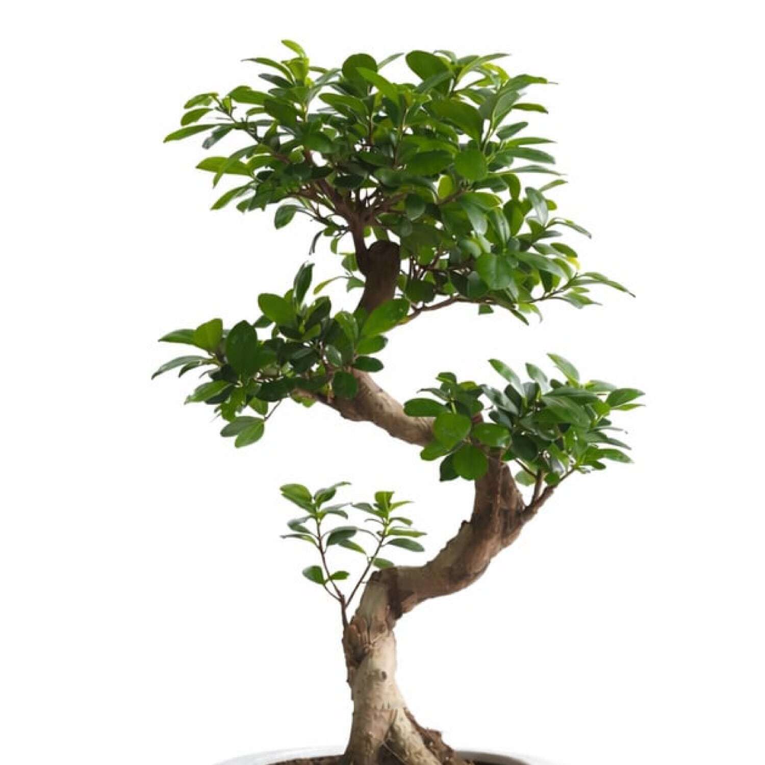 【最高級樹形】　ガジュマル　S字　昇竜　天然苔　盆栽仕立て　高級陶器鉢　植え込み お洒落で珍しい樹形のS字ガジュマル 7号 （高級平鉢陶器