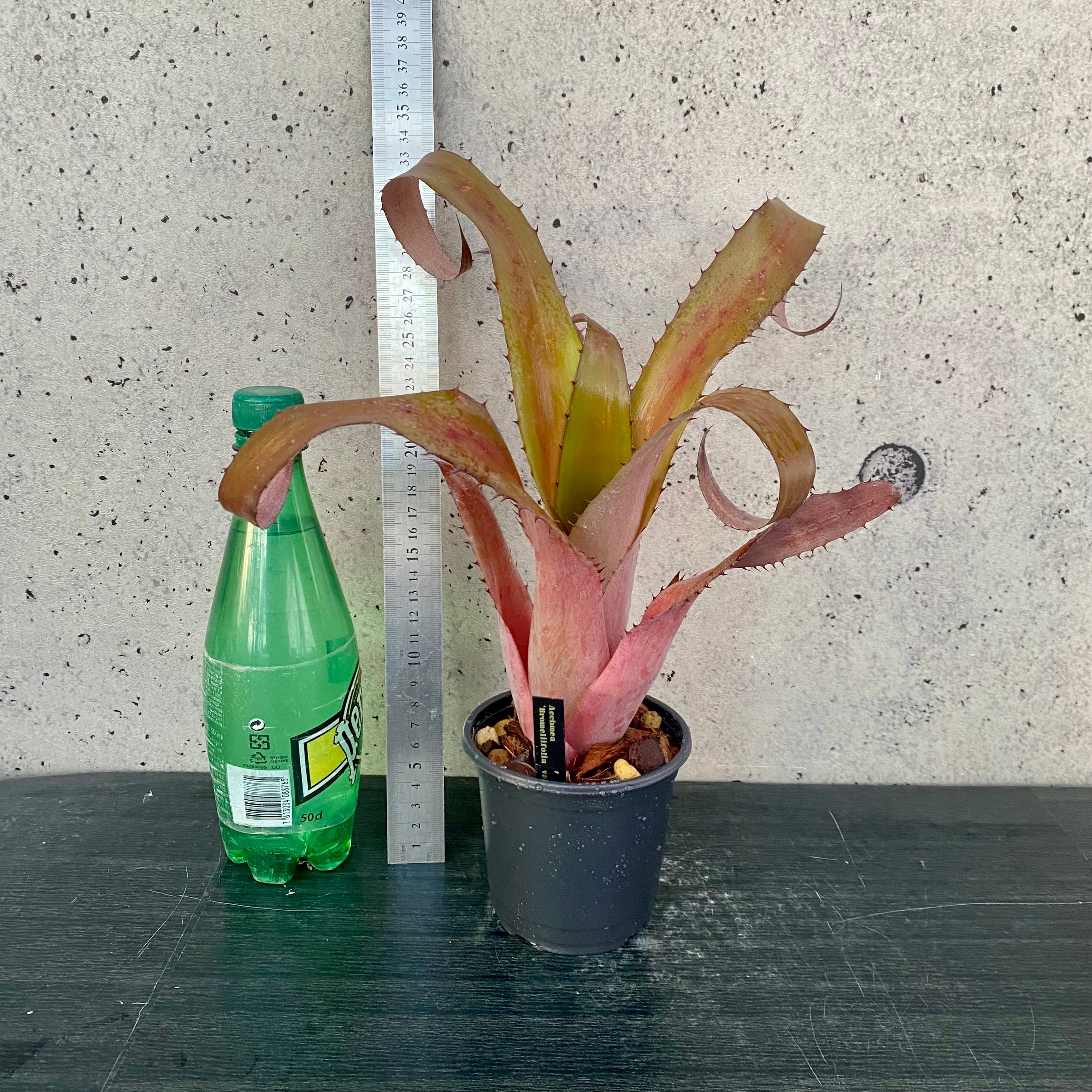 タンクブロメリア エクメア 『Bromeliifolia var. rubra』 | Planet