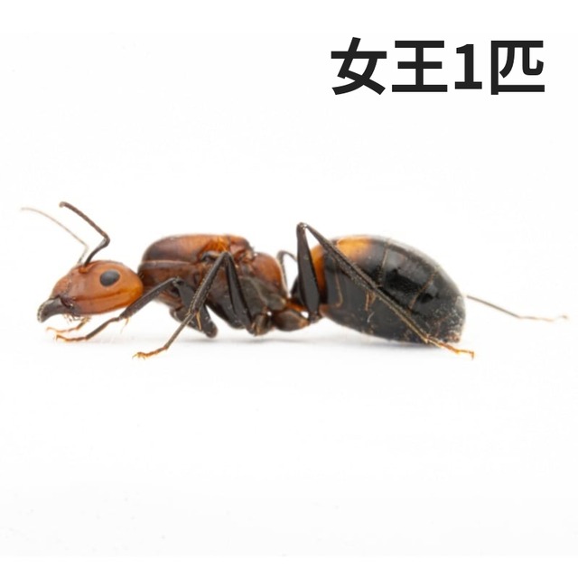 ヨコヅナアリ｜女王｜コロニー｜Carebara diversa