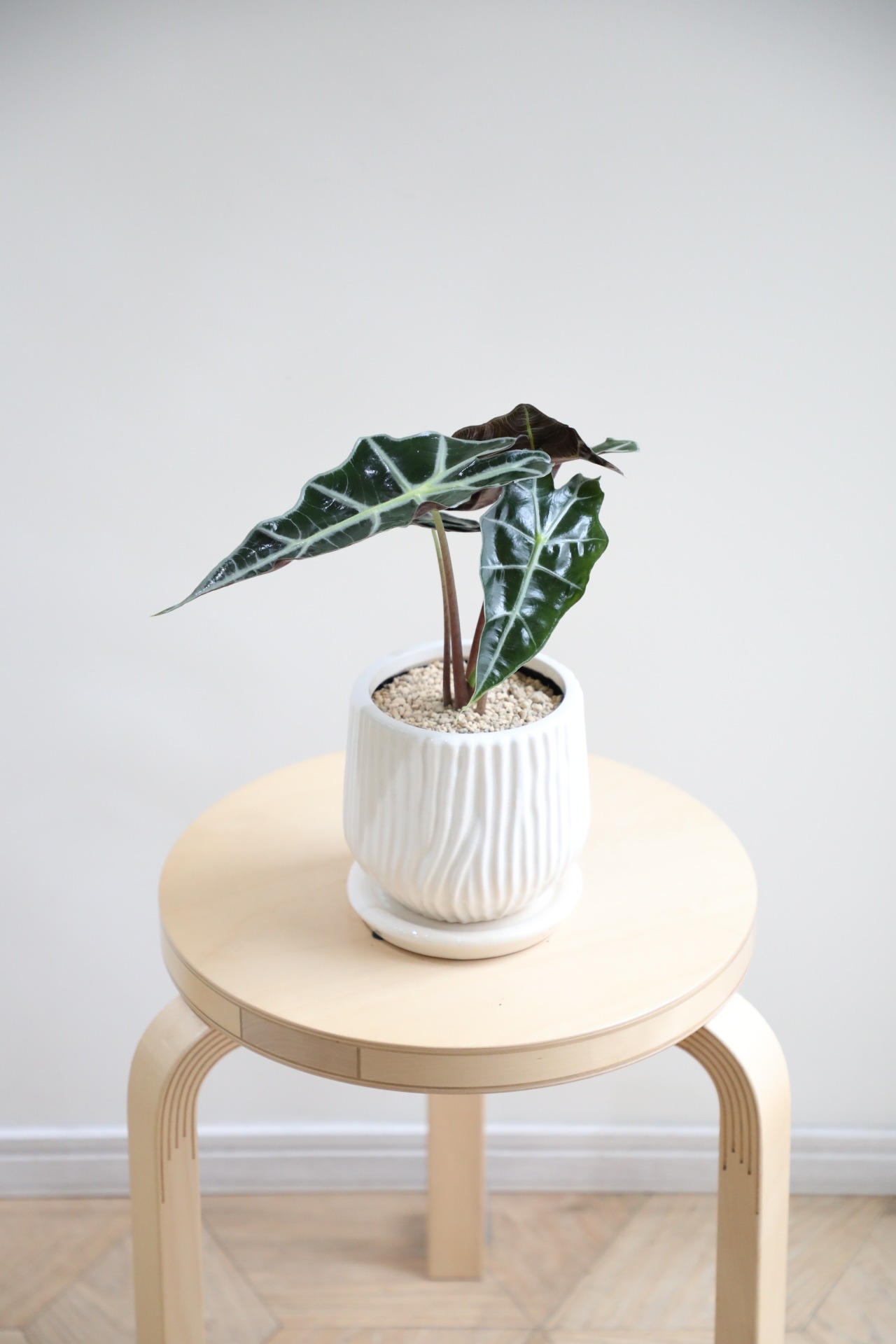 【S】アロカシア アマゾニカ/Alocasia