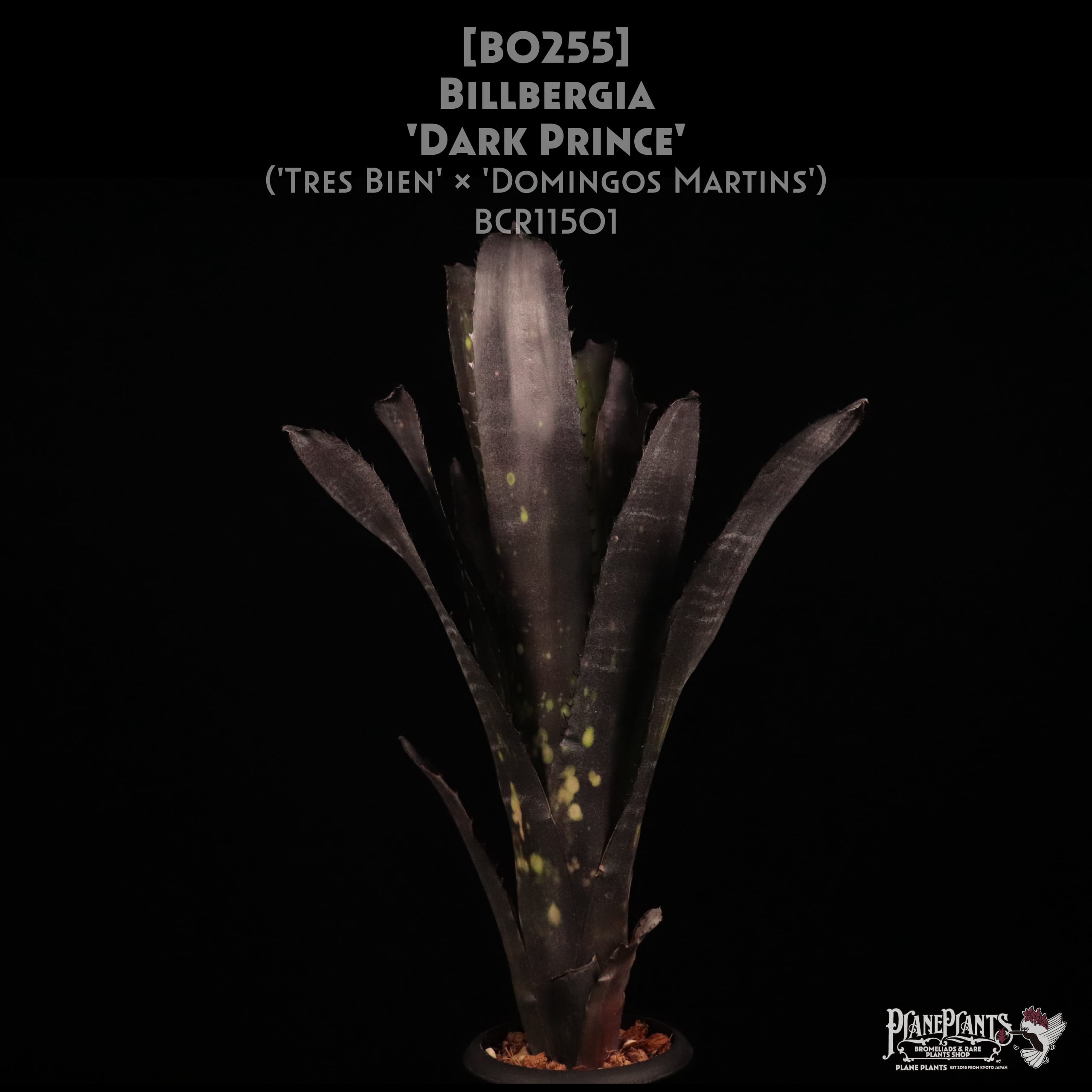 reserved】Billbergia 'Dark Prince'〔ビルベルギア〕現品発送B0255