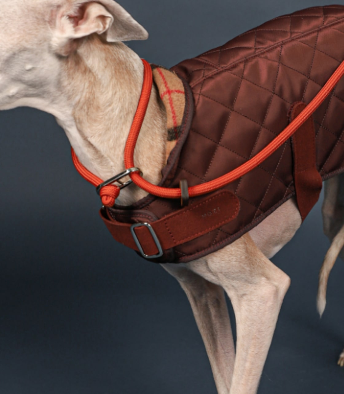 Leeds Dog Supply リーズドッグサプライ COLLOR 首輪 (S, MYLEY) Leeds Dog Supply カラー S, image size:1120x1282