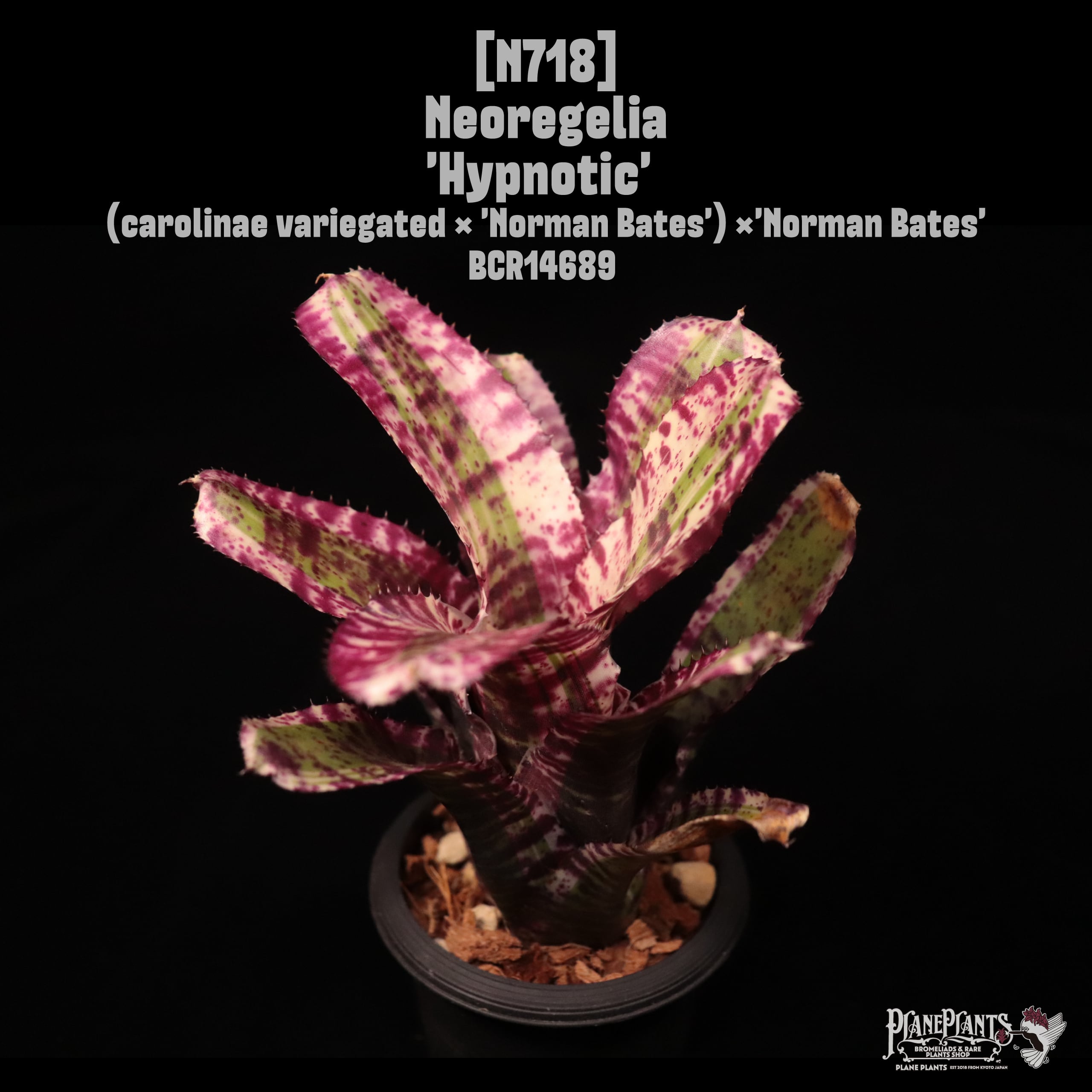 Neoregelia 'Hypnotic'〔ネオレゲリア〕N718