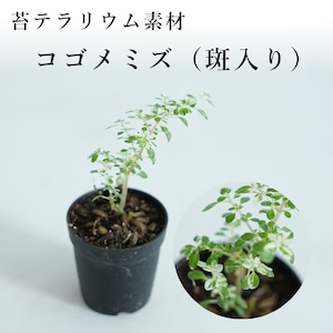 コゴメミズ（斑入り）　苔テラリウム作製用素材