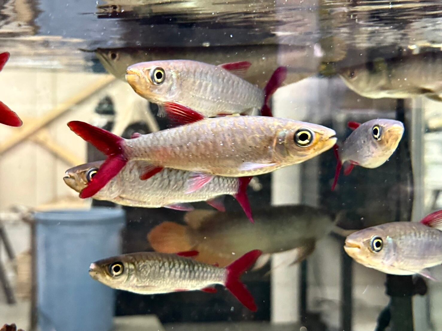 リアルピンクテールカラシン 13cm± | AQUASTYLEG