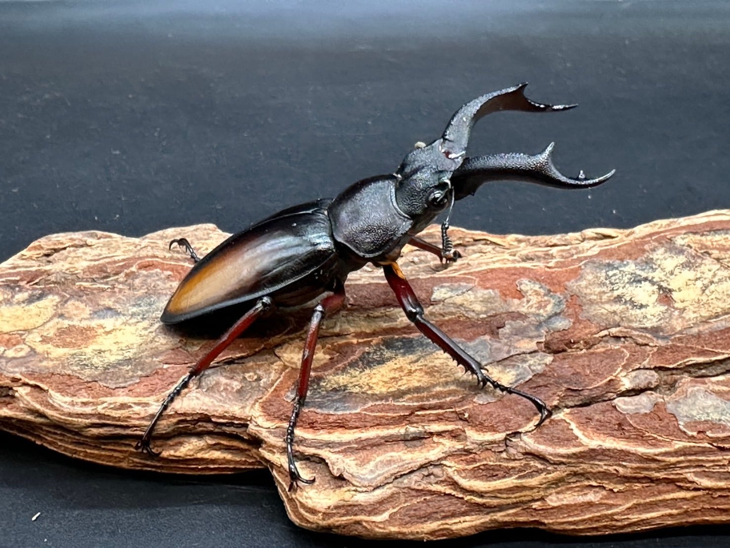 CBF2】《エロンガトゥスフタマタクワガタ（0151） ♂ 62mm /♀フリー