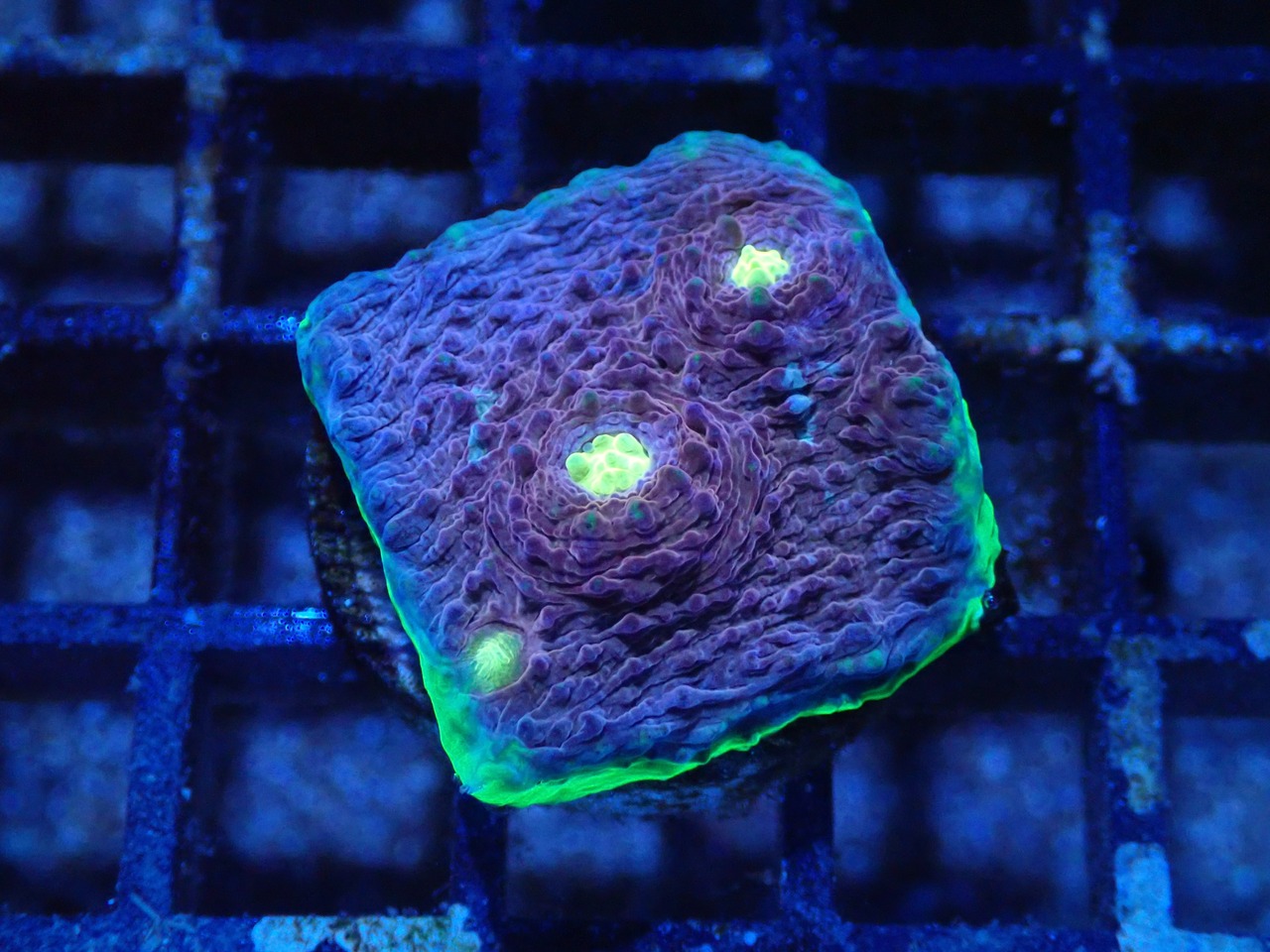 Chalice From Australia 4