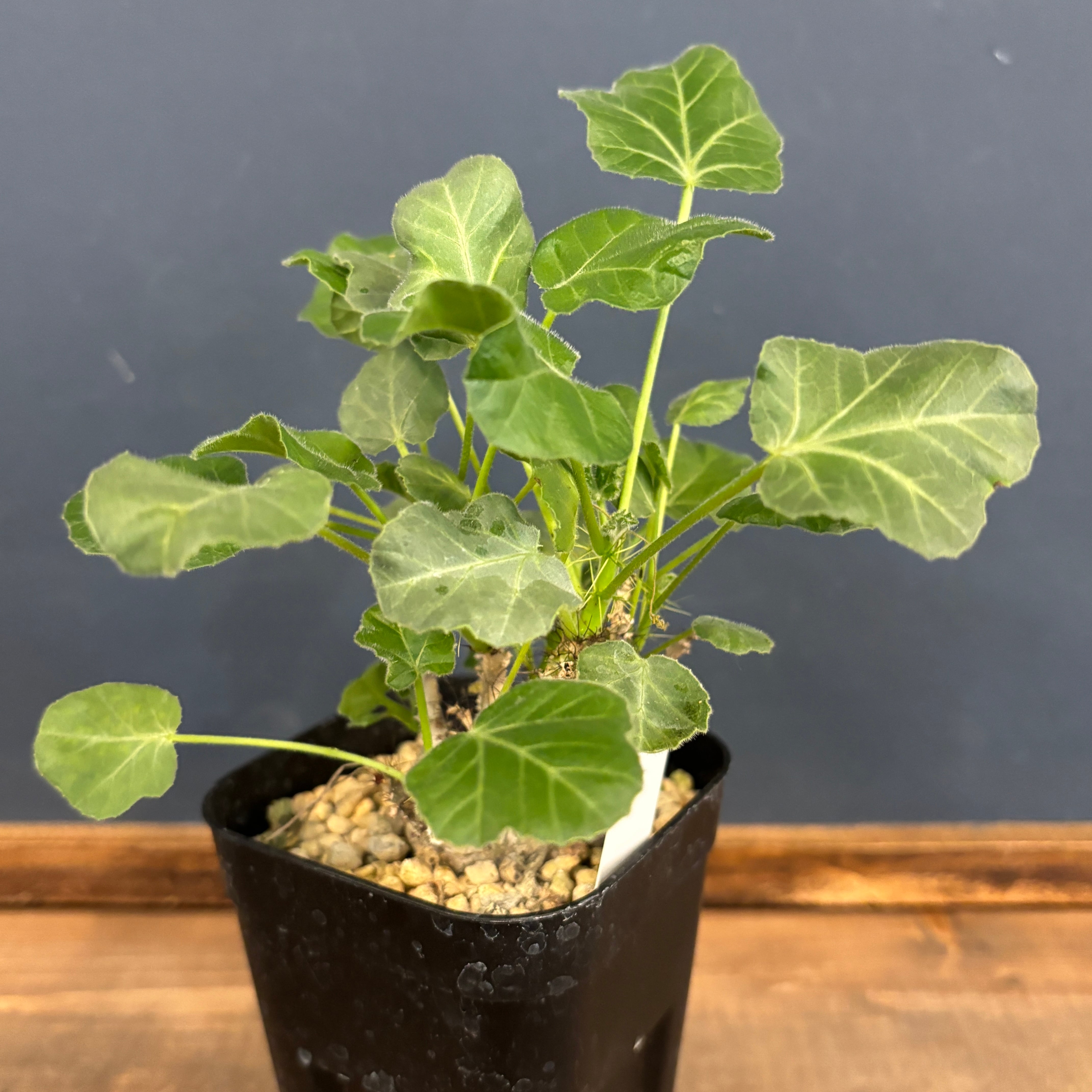 ヤトロファ マルギナータ 特大サイズ 現品限り】ヤトロファ・マルギナータ 特大【AD33】 Jatropha