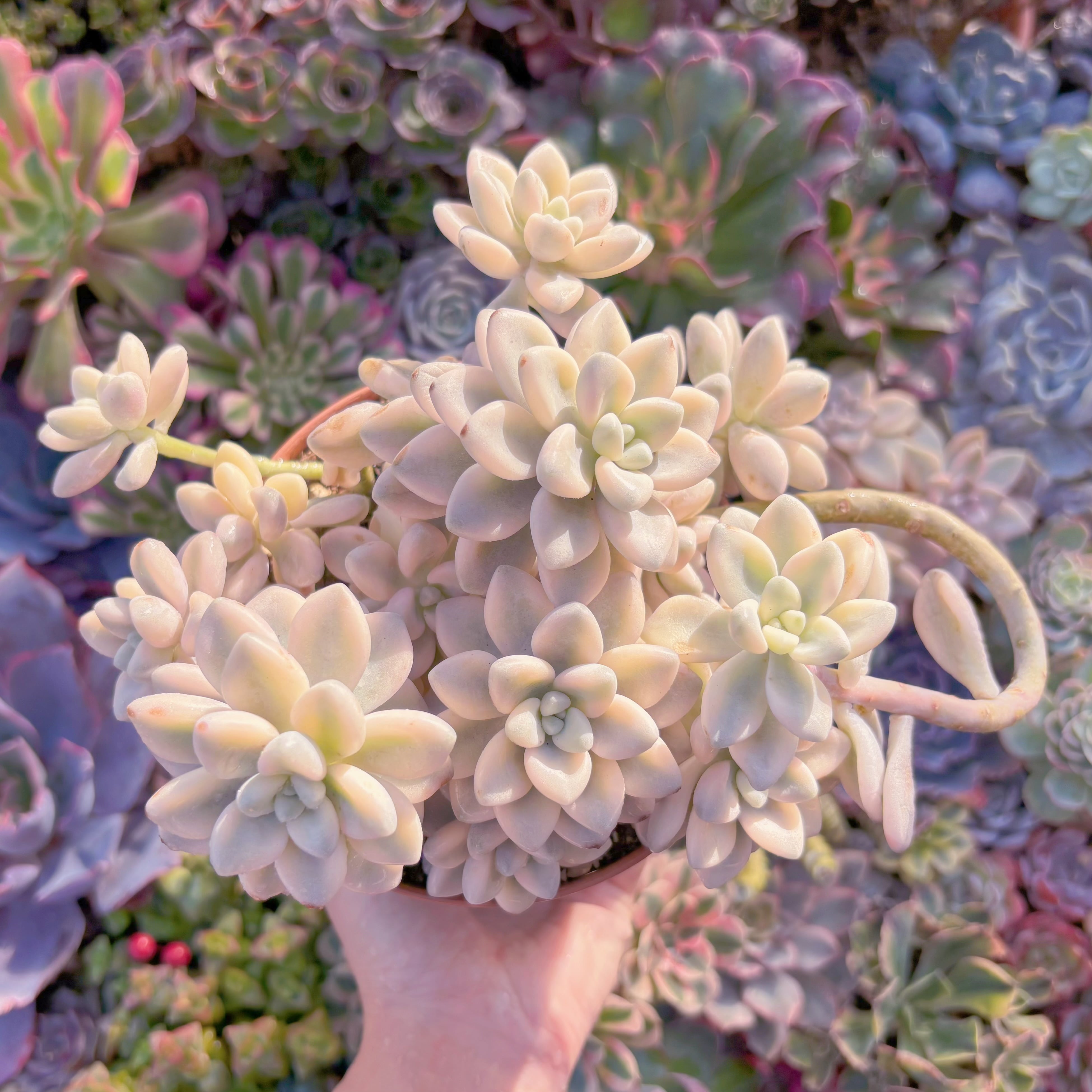 現品　エイレン錦#A078　大群生　在庫僅少　るる農園