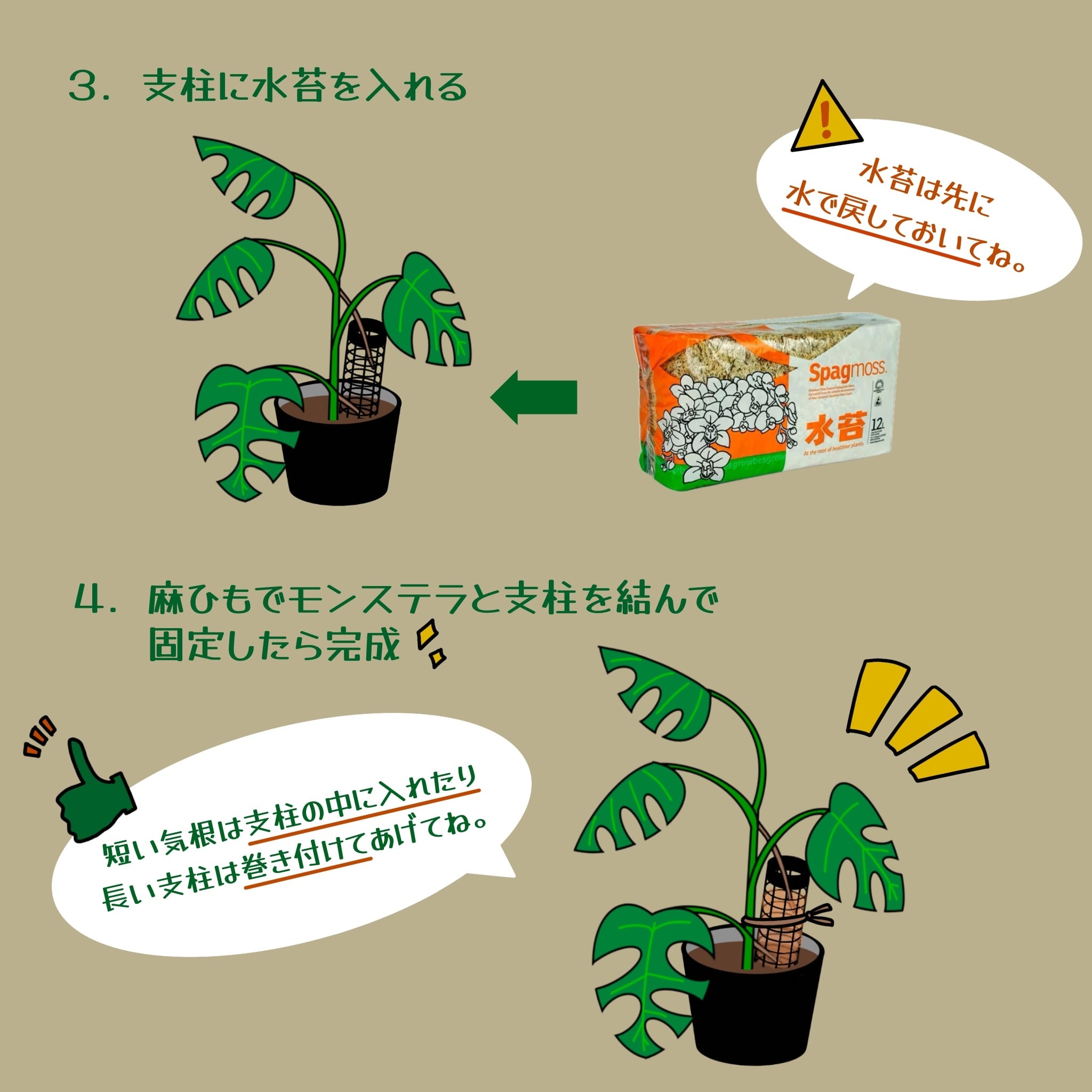 モンステラ　セット モンステラ支柱仕立て応援セット】ヒメモンステラ【404】 | PROTOLEAF
