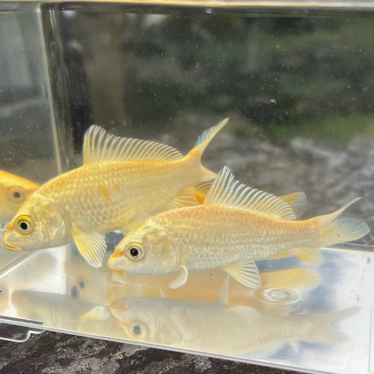 錦鯉）ドイツカラス鯉（1匹）【生体】 | 川村淡水魚販売（本店） 川魚