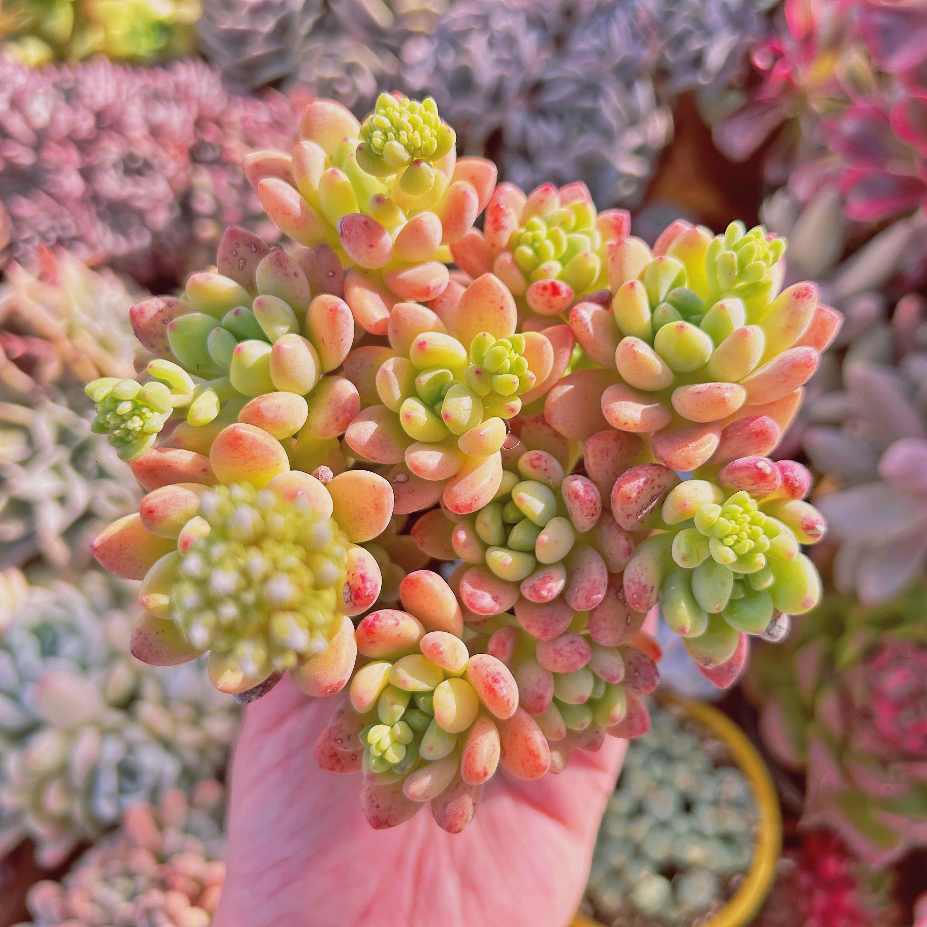 #326現物　多肉植物　Sedum  Shangri La