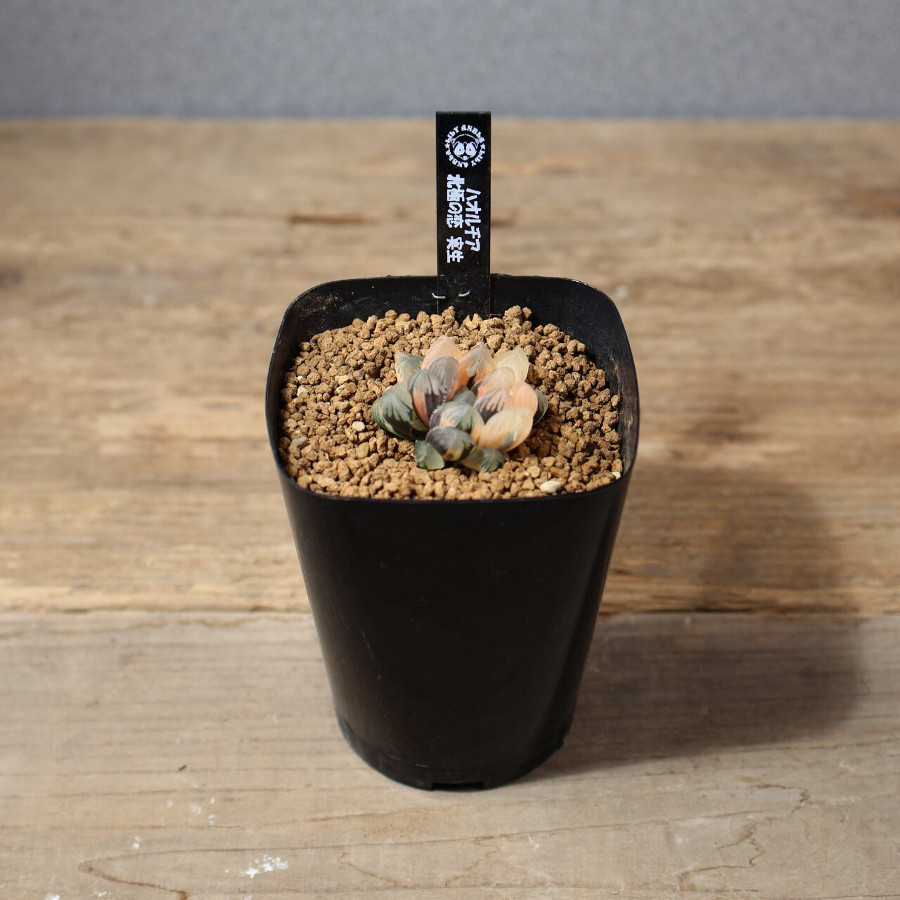 723『ハオルチア 北極の恋』 観葉植物【送料無料】 | MARX PLANTS