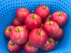 馬糞たい肥で育てたUMAPPLE2kg ※競走馬