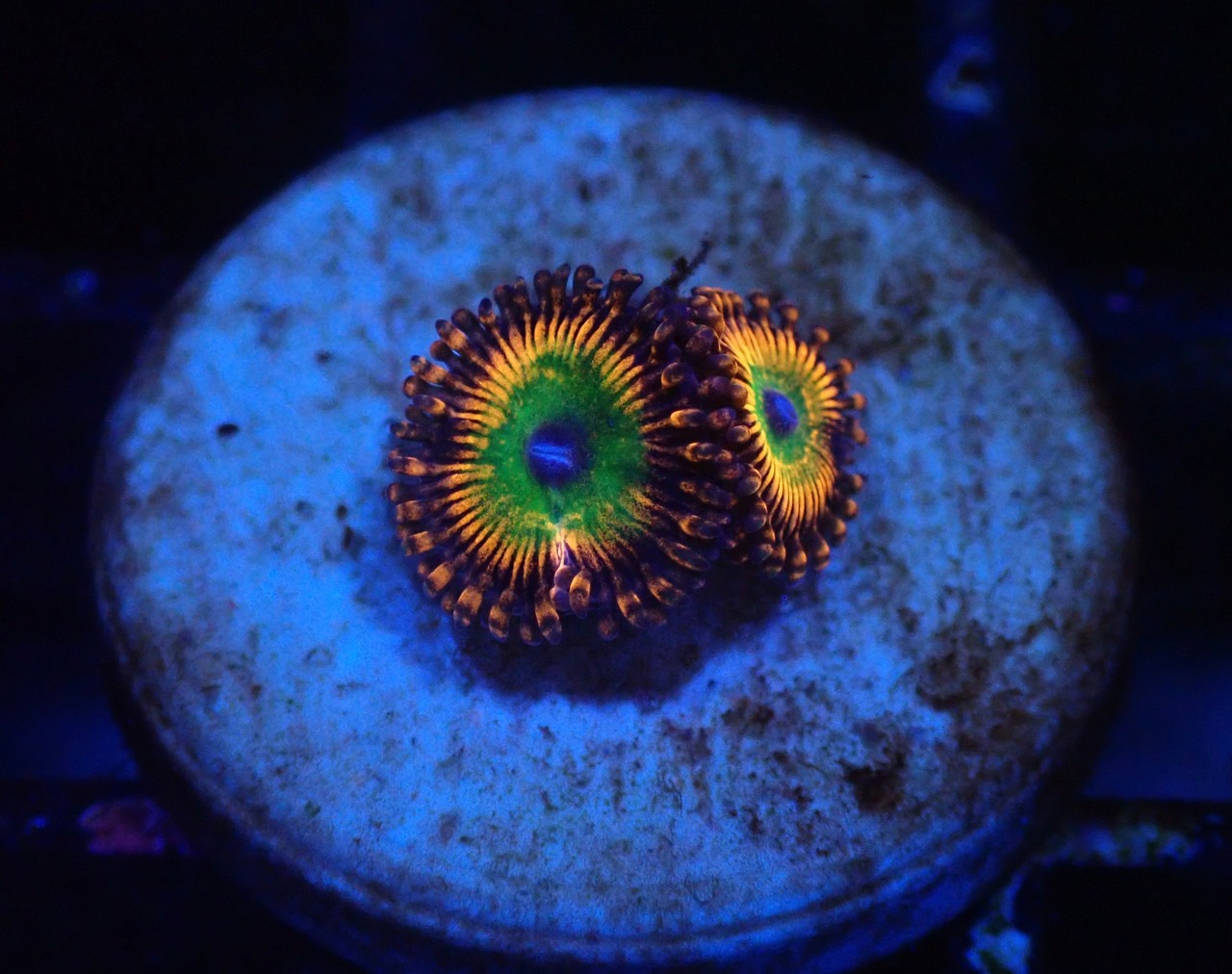 Zoanthus CandyAppleTocix