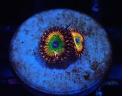 Zoanthus CandyAppleTocix