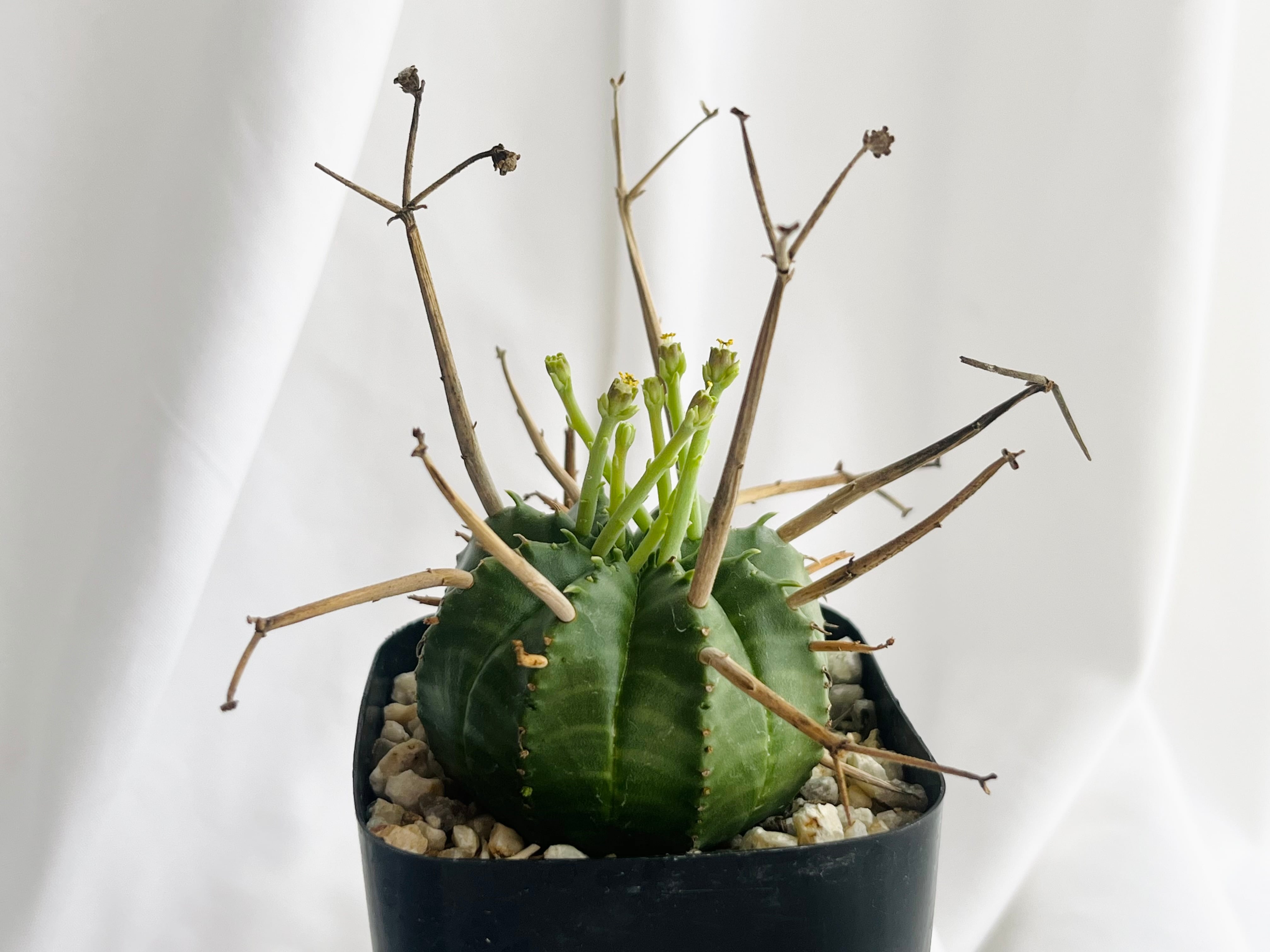 Euphorbia valida ユーフォルビア バリダ 強刺選抜 多肉植物 | plants