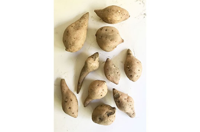 安納芋 黄金(鹿児島県産)・1kg