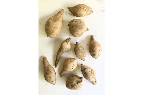 安納芋 黄金(鹿児島県産)・1kg 【11月28日発送開始】